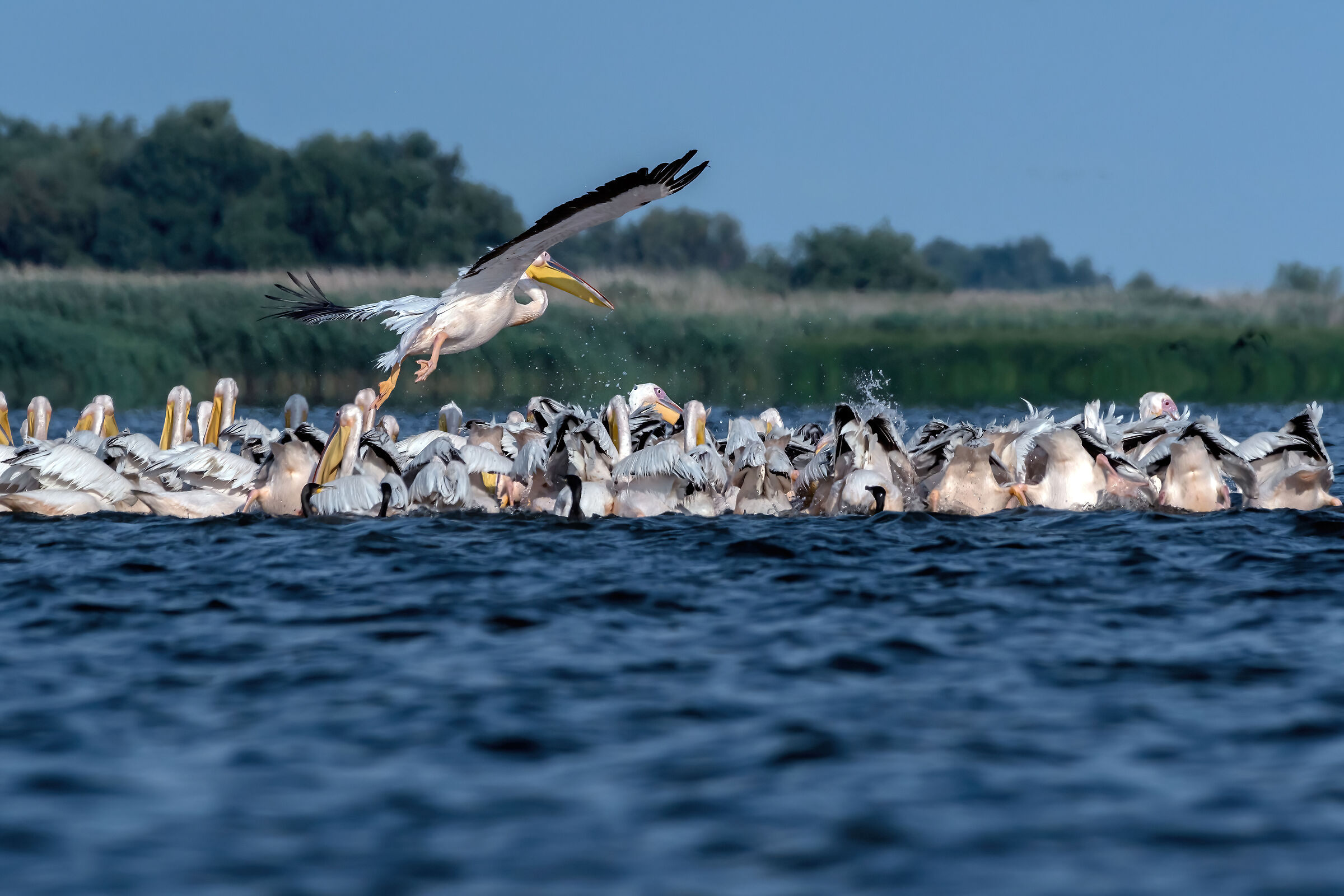 Pellicani e Cormorani