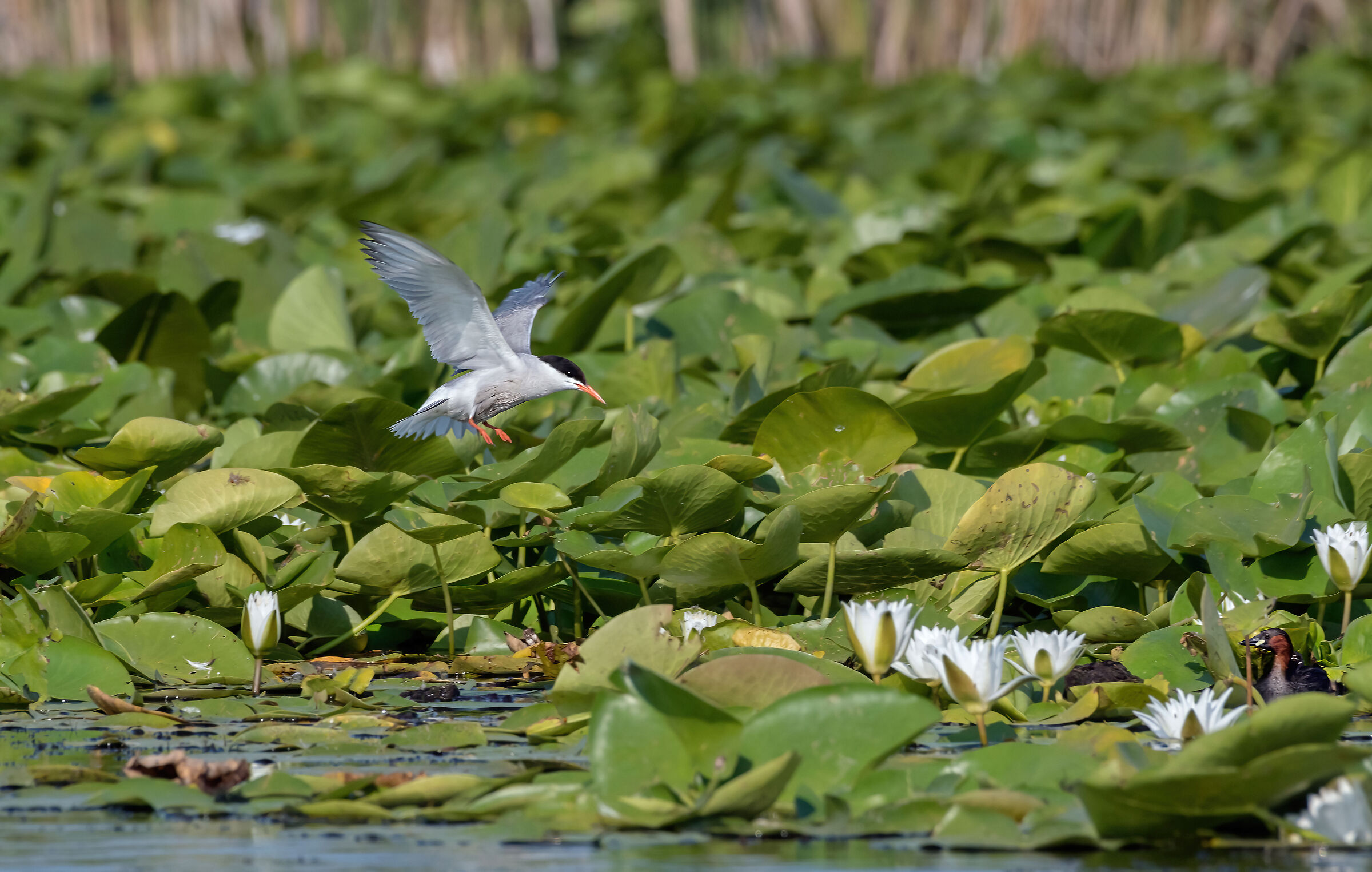 Sterna (Sterna hirundo)