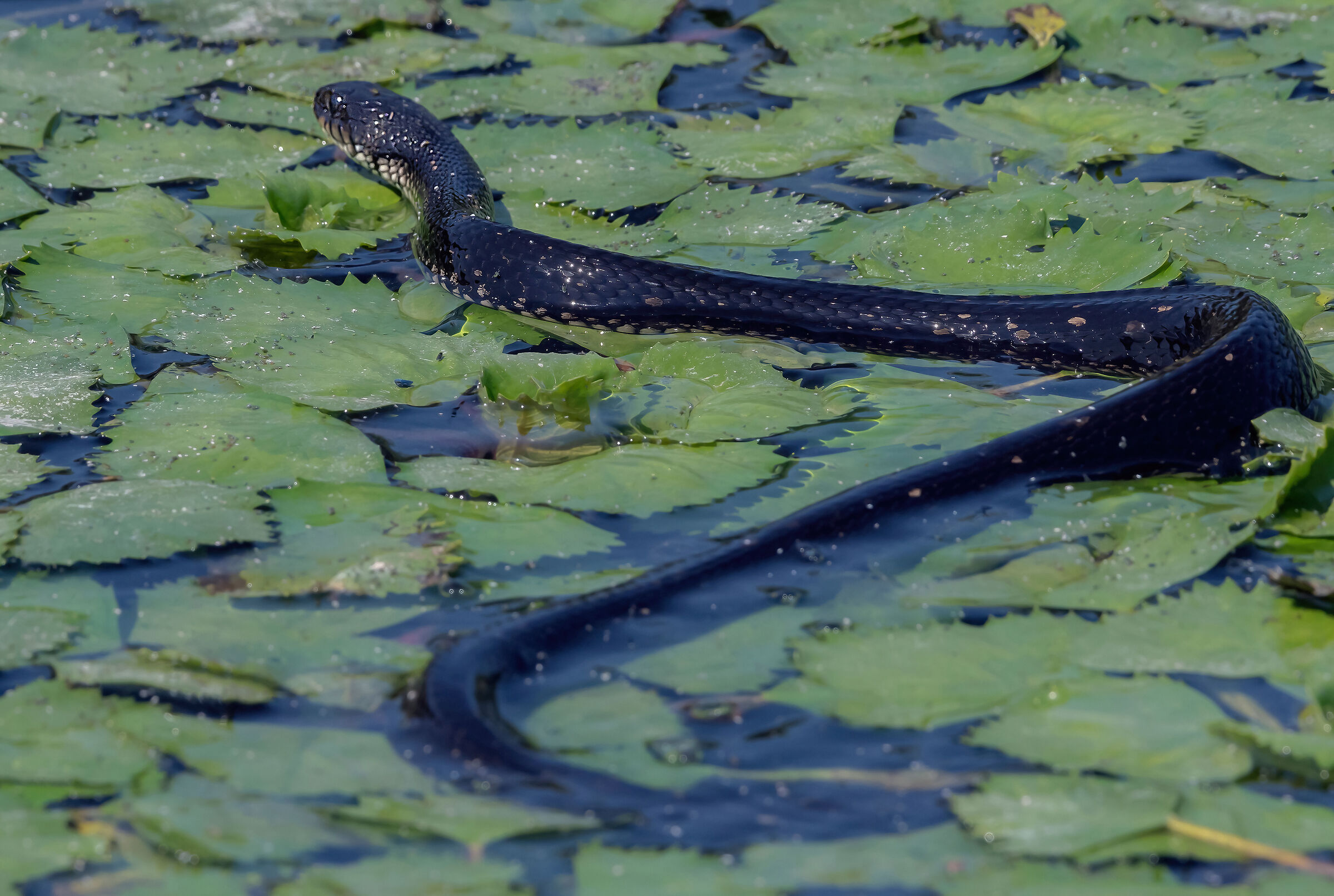 Natrice (Natrix sp.)