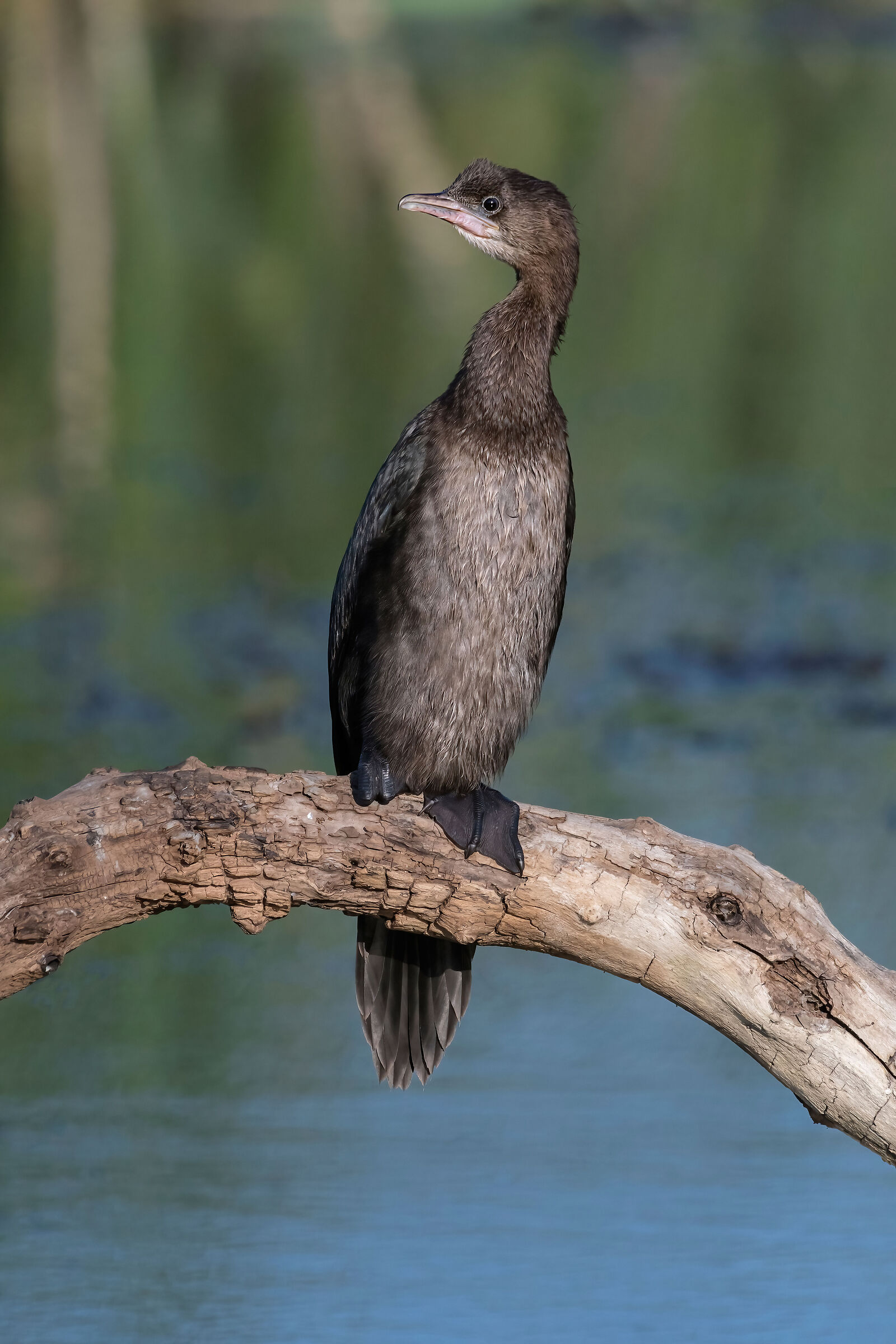 Marangone minore (Phalacrocorax pygmeus)