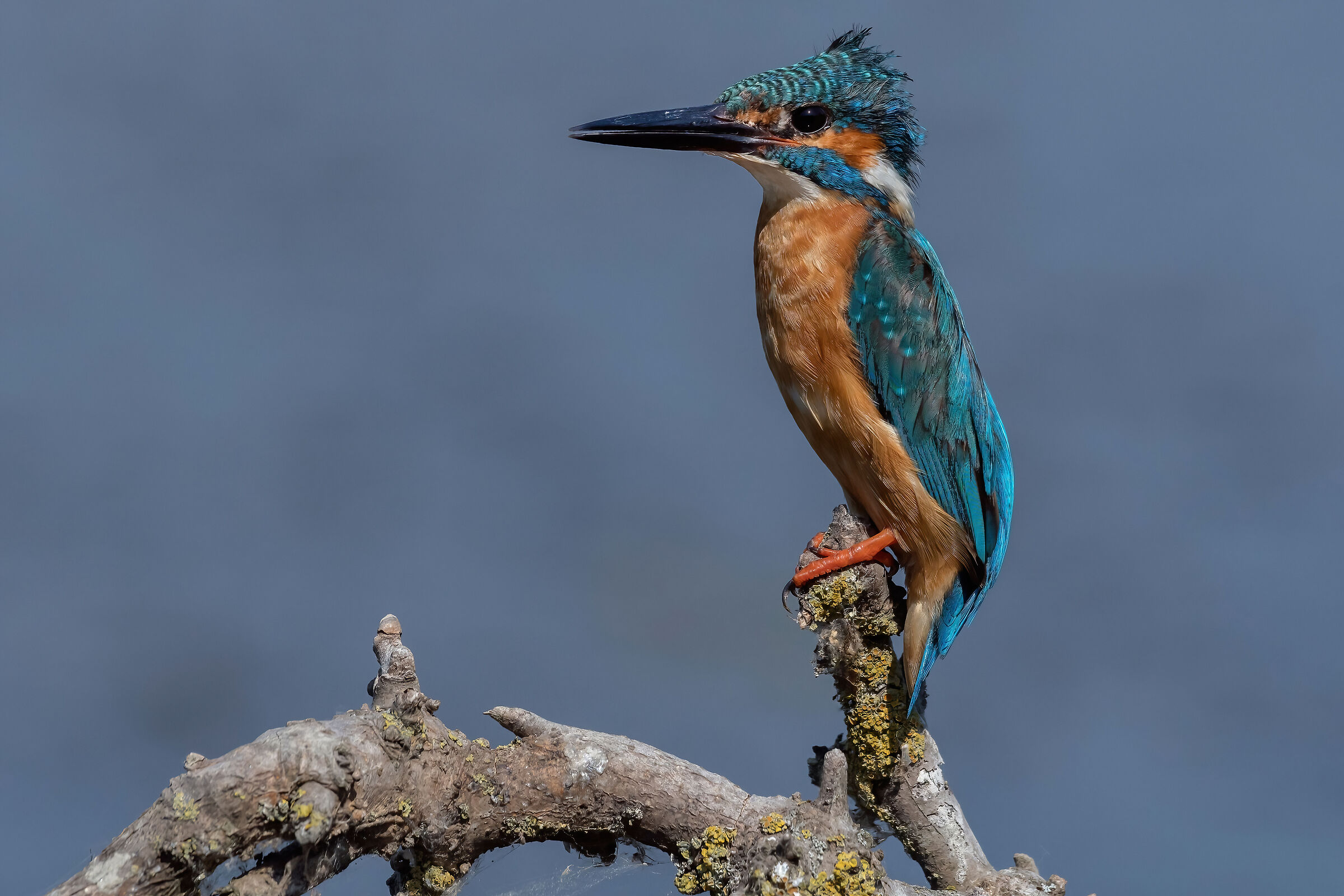 Martin pescatore (Alcedo atthis)