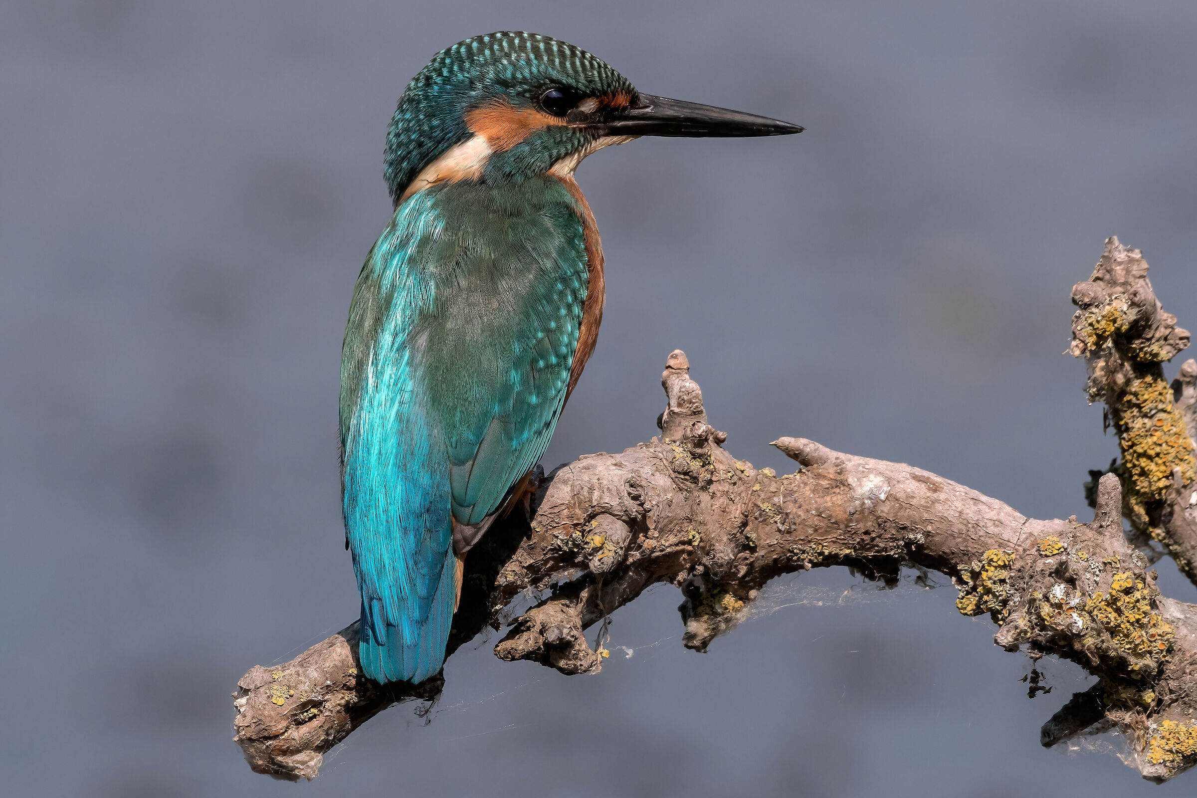 Martin pescatore (Alcedo atthis)