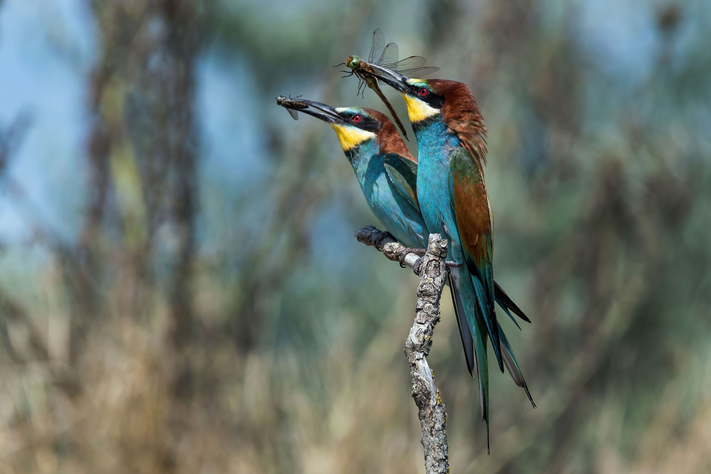 Gruccioni (Merops apiaster)