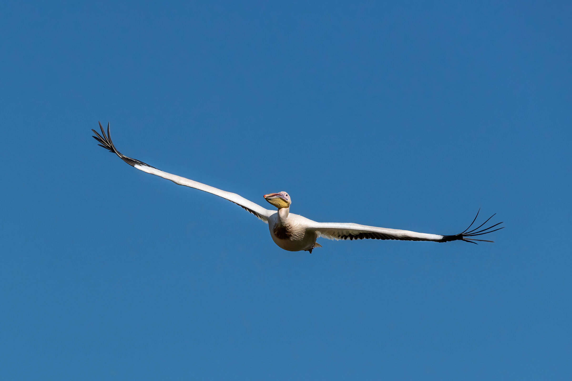 Pellicano (Pelecanus onocrotalus)