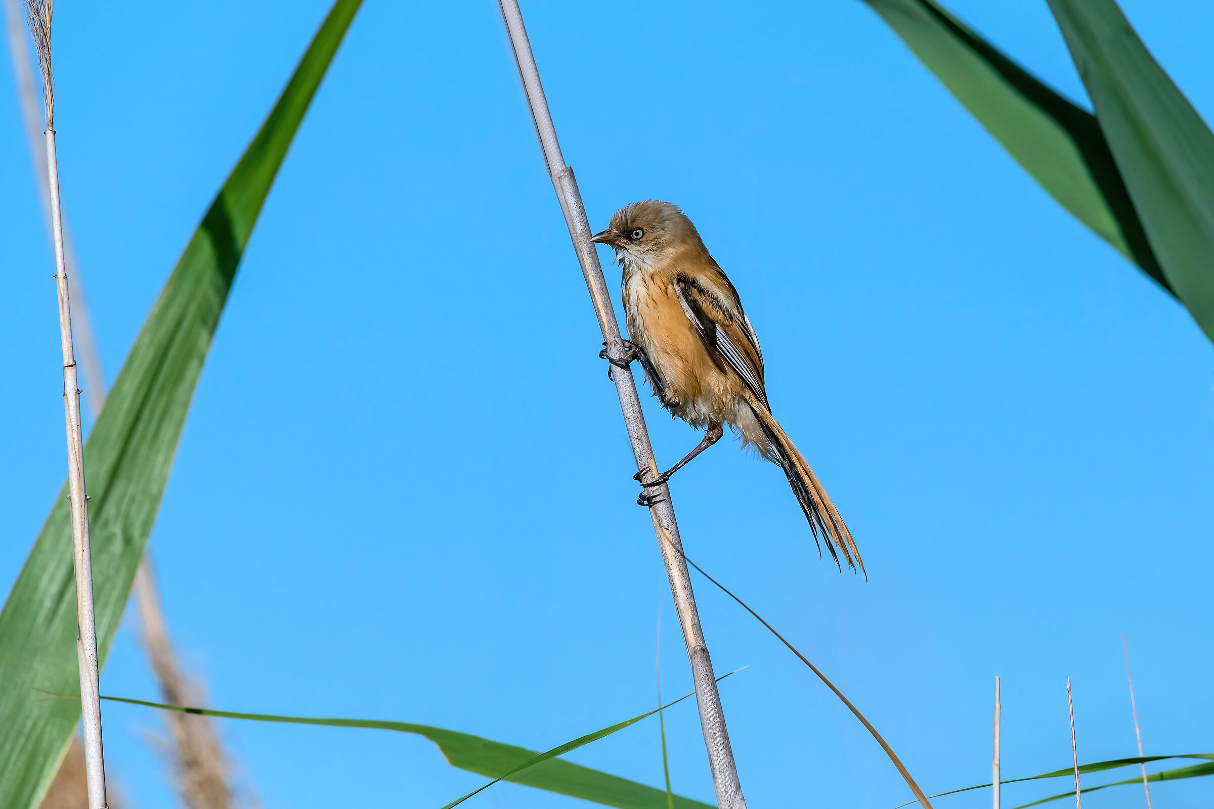 Basettino (Panurus biarmicus)