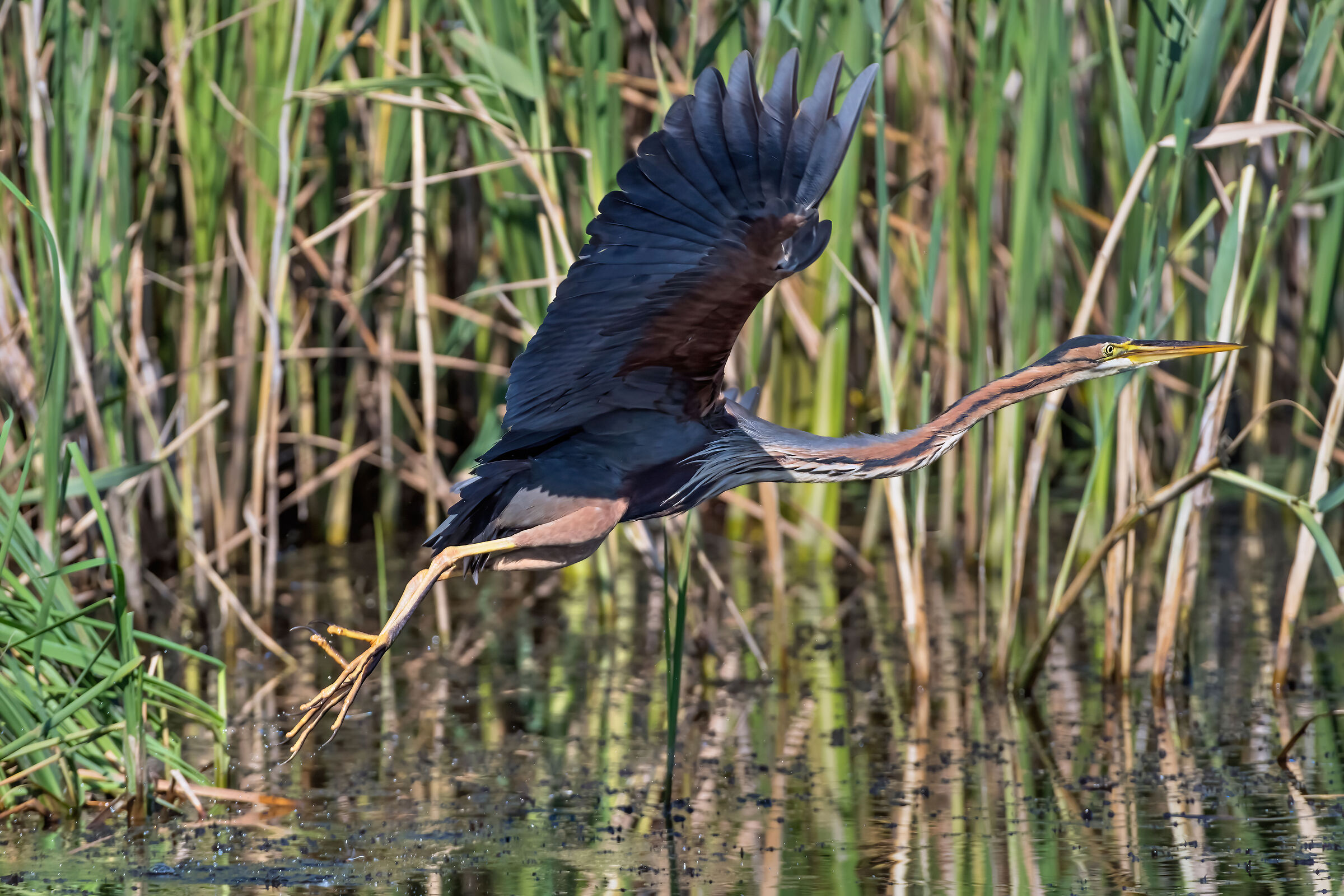 Airone rosso (Ardea purpurea)