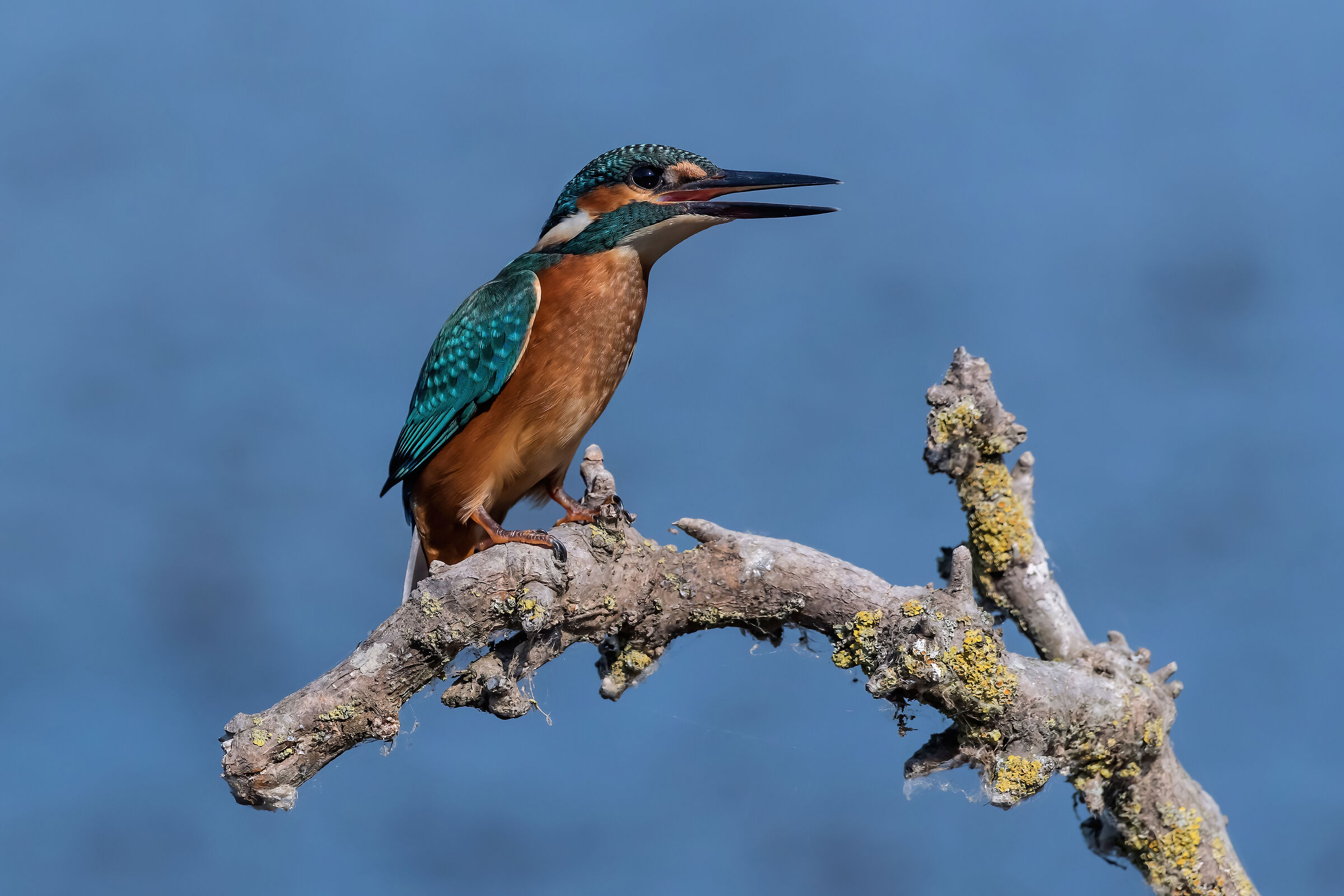 Martin pescatore (Alcedo atthis)