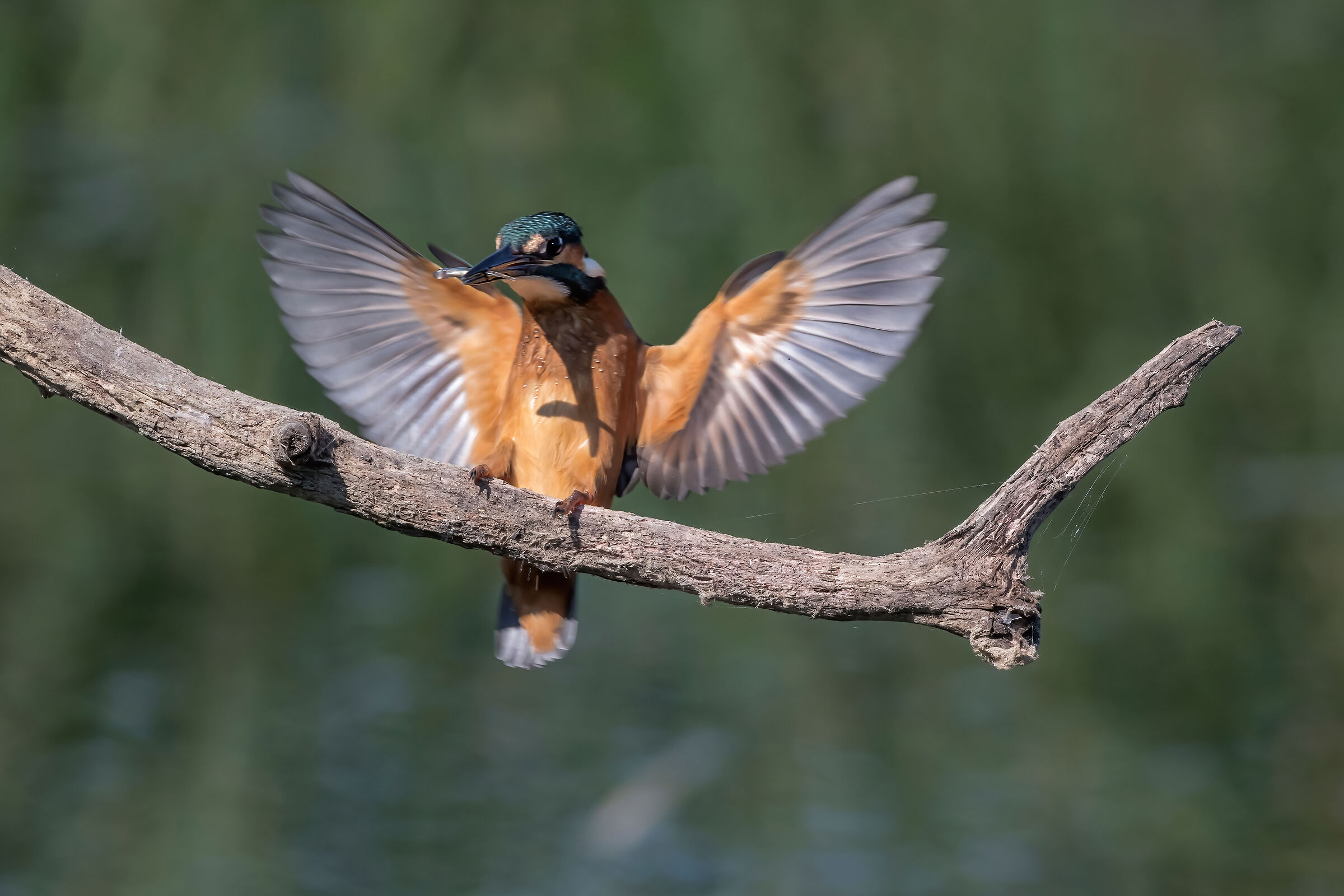 Martin pescatore (Alcedo atthis)