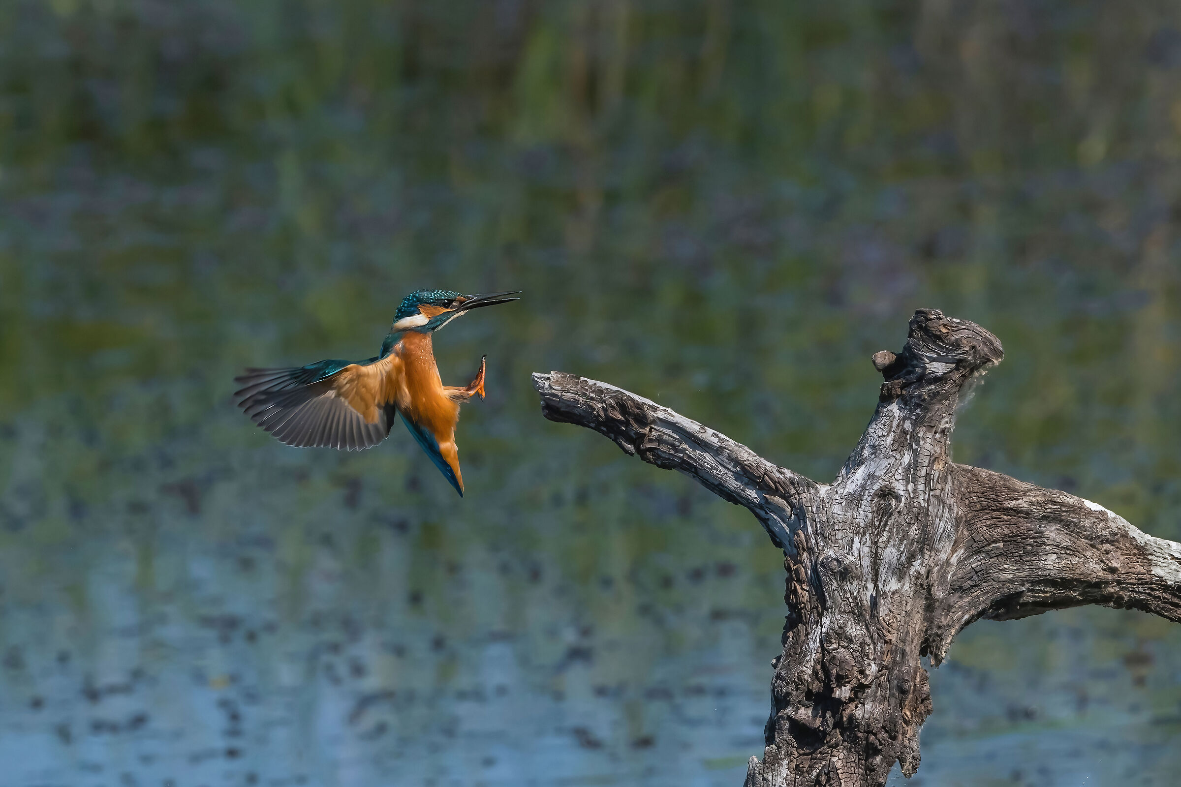 Martin pescatore (Alcedo atthis)