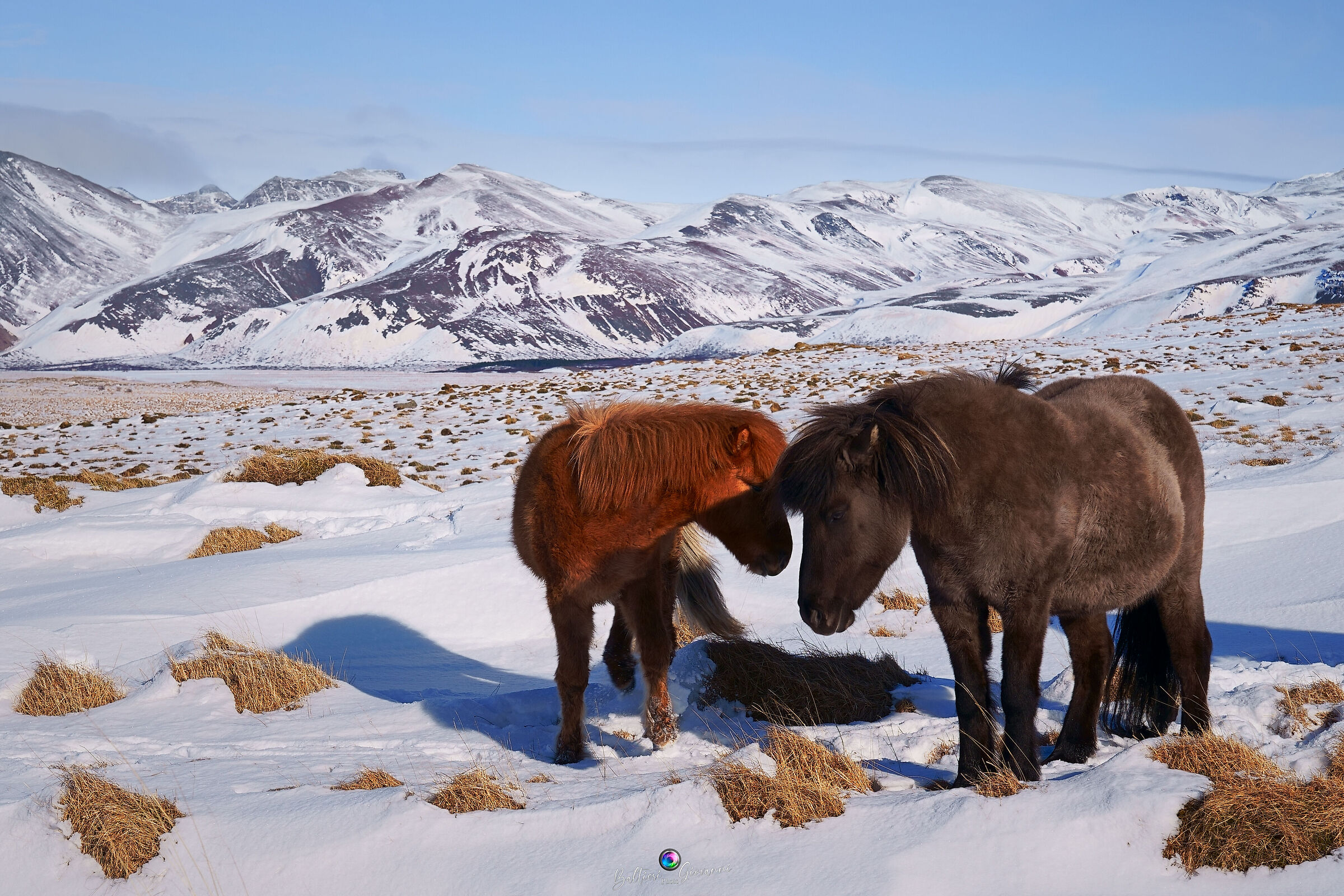 Icelandic Horses