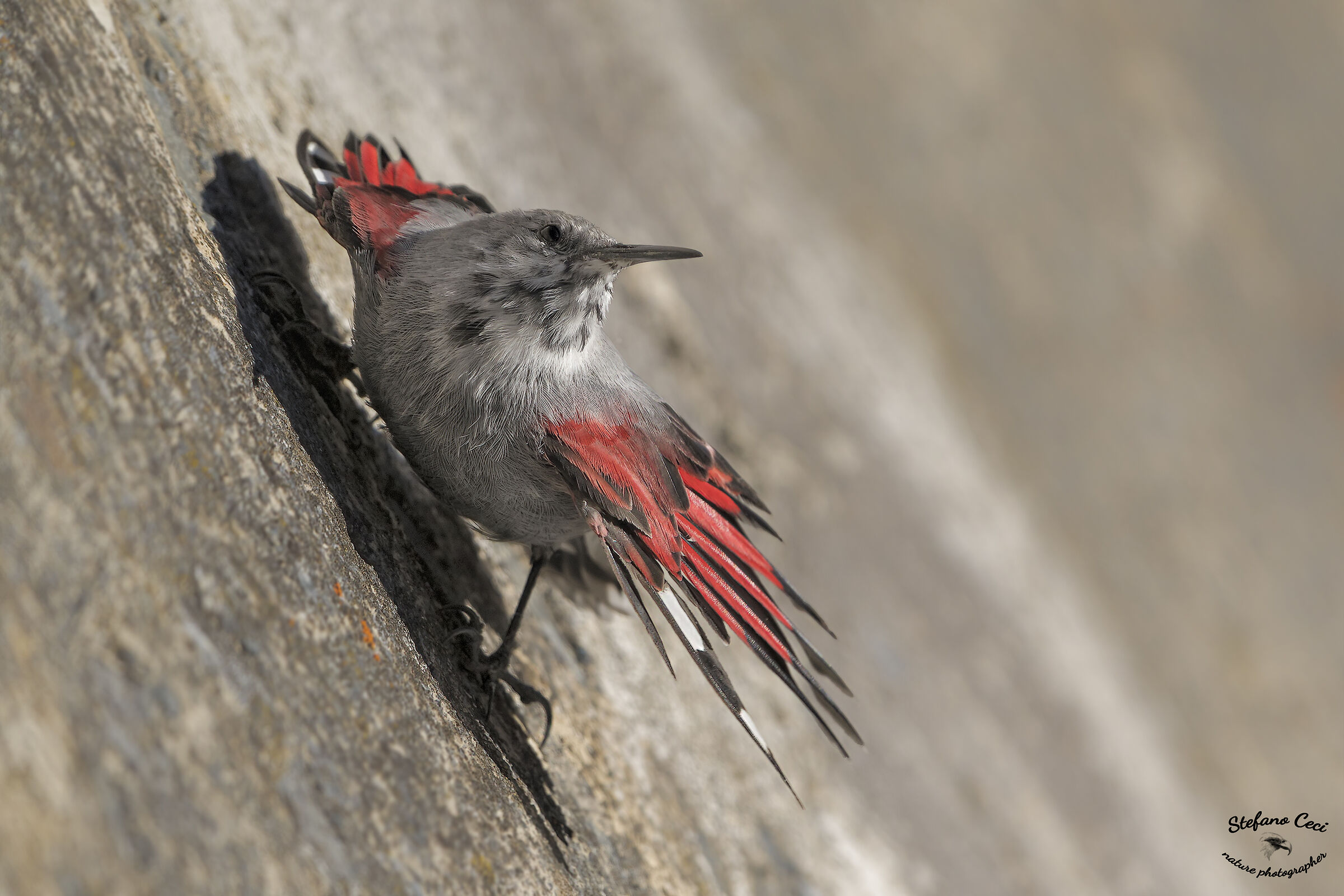 Wallcreeper