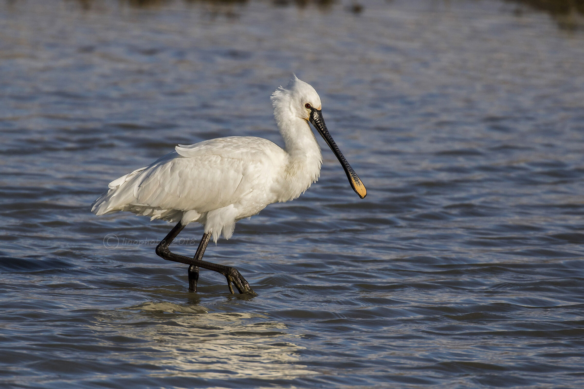Spatola (Platalea Leucorodia)