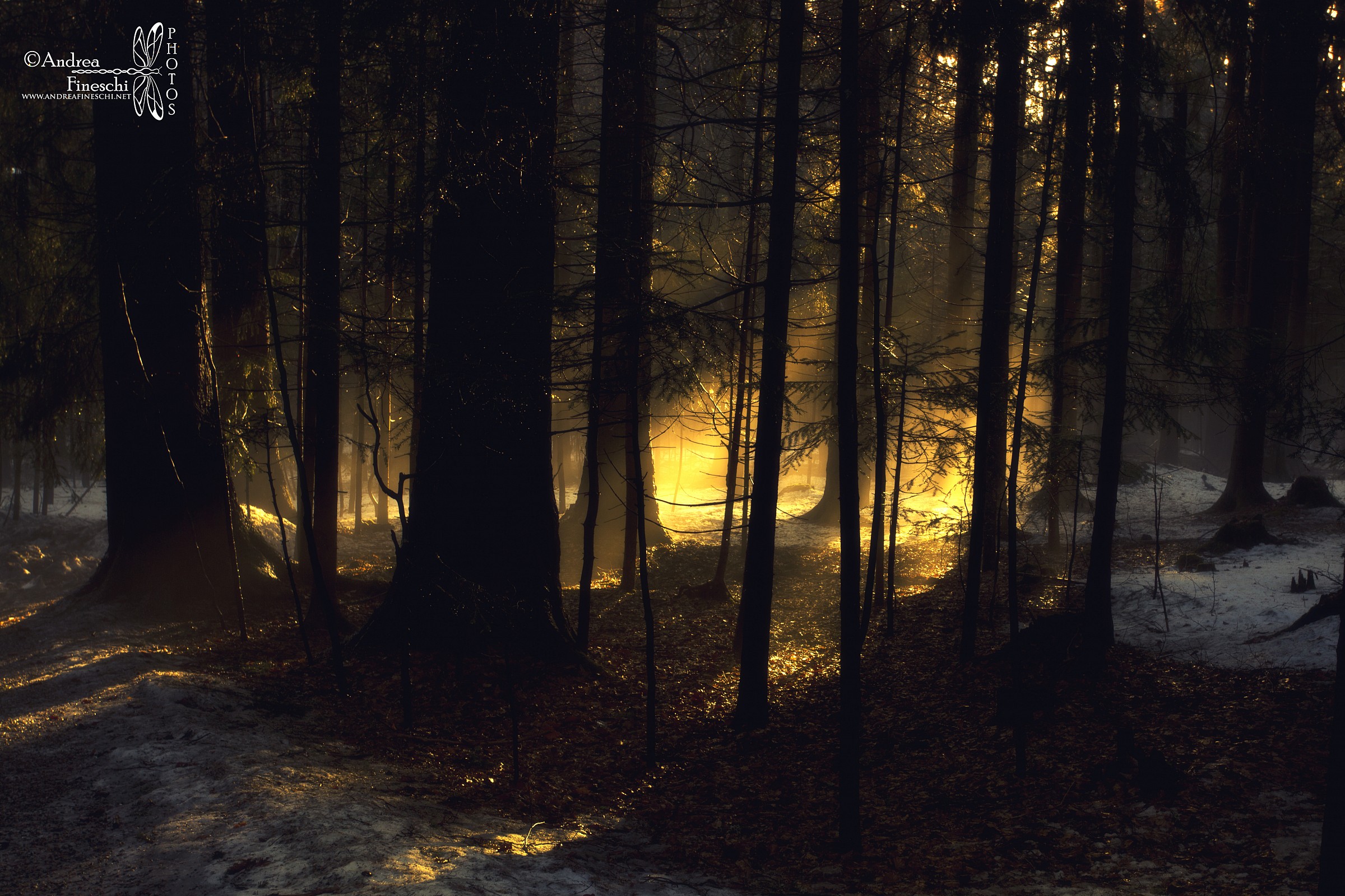 La foresta incantata