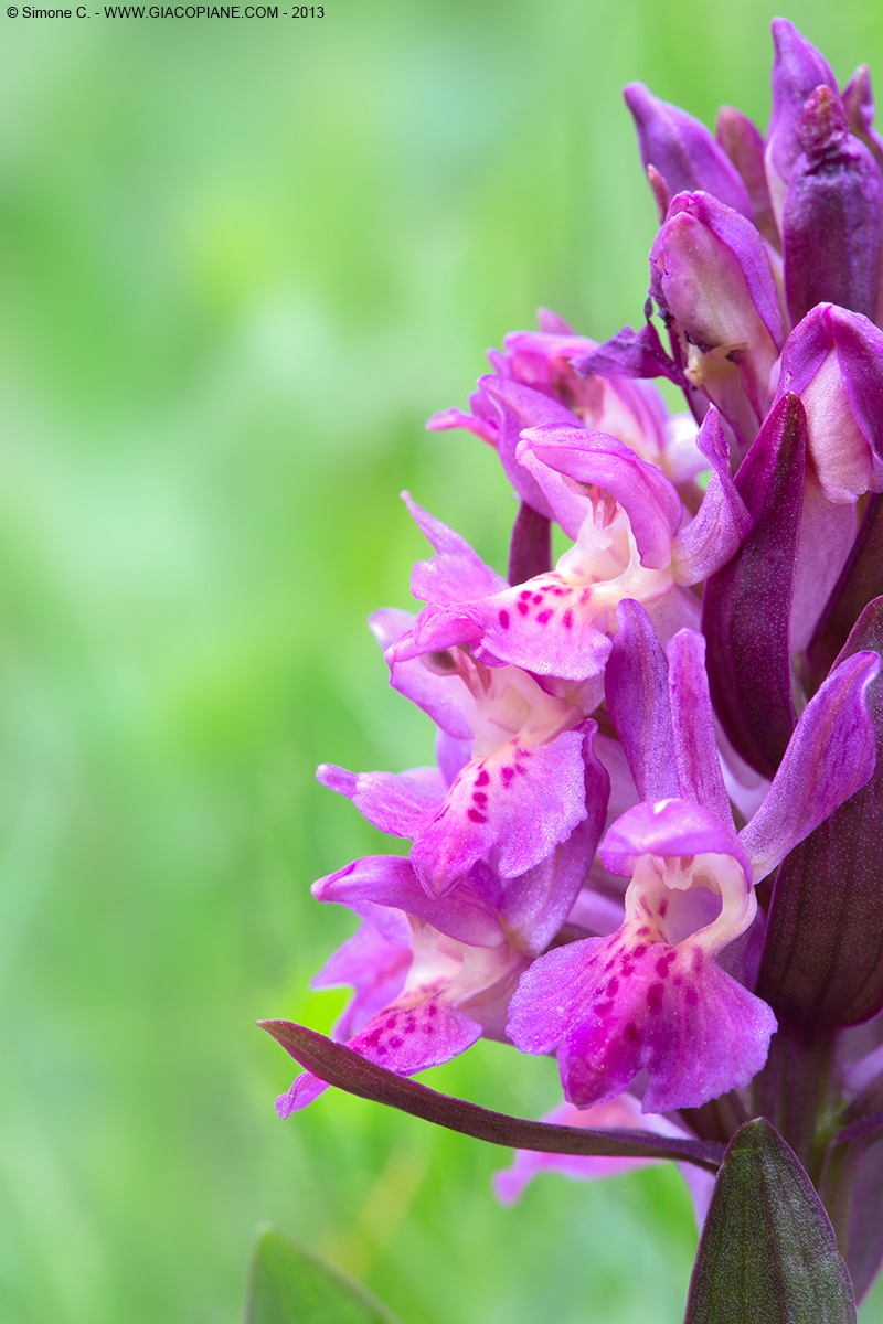 Dactylorhiza sambucina