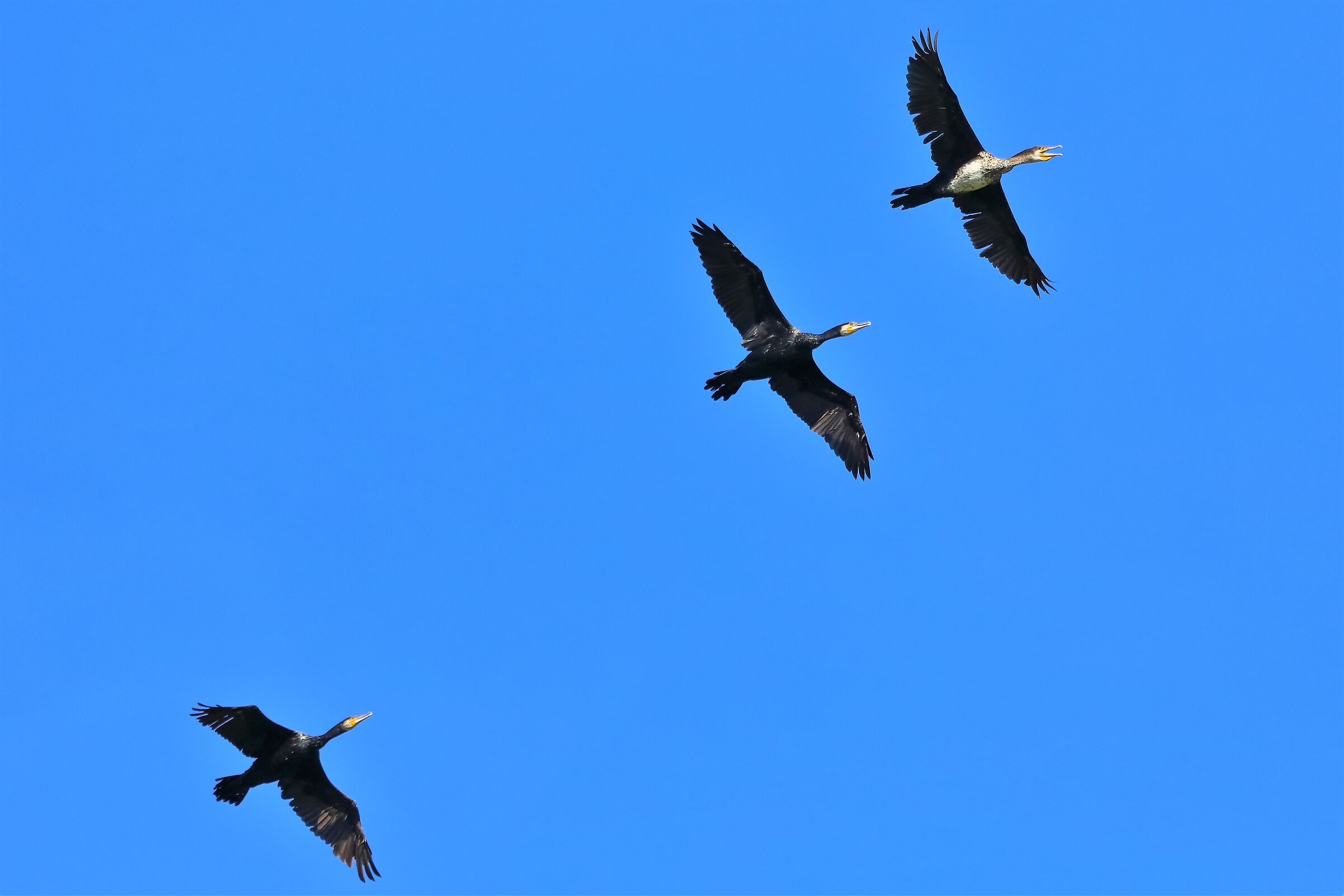 cormorano 24-08-2022