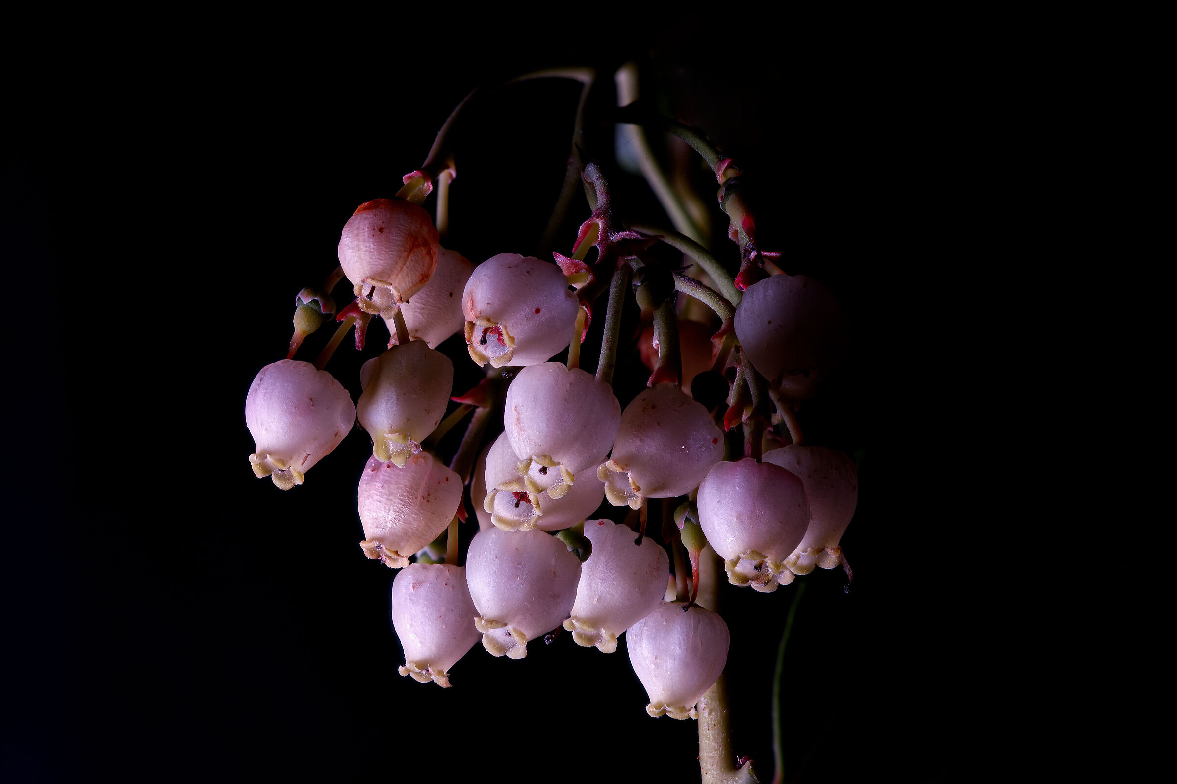 Flower of the Strawberry tree...