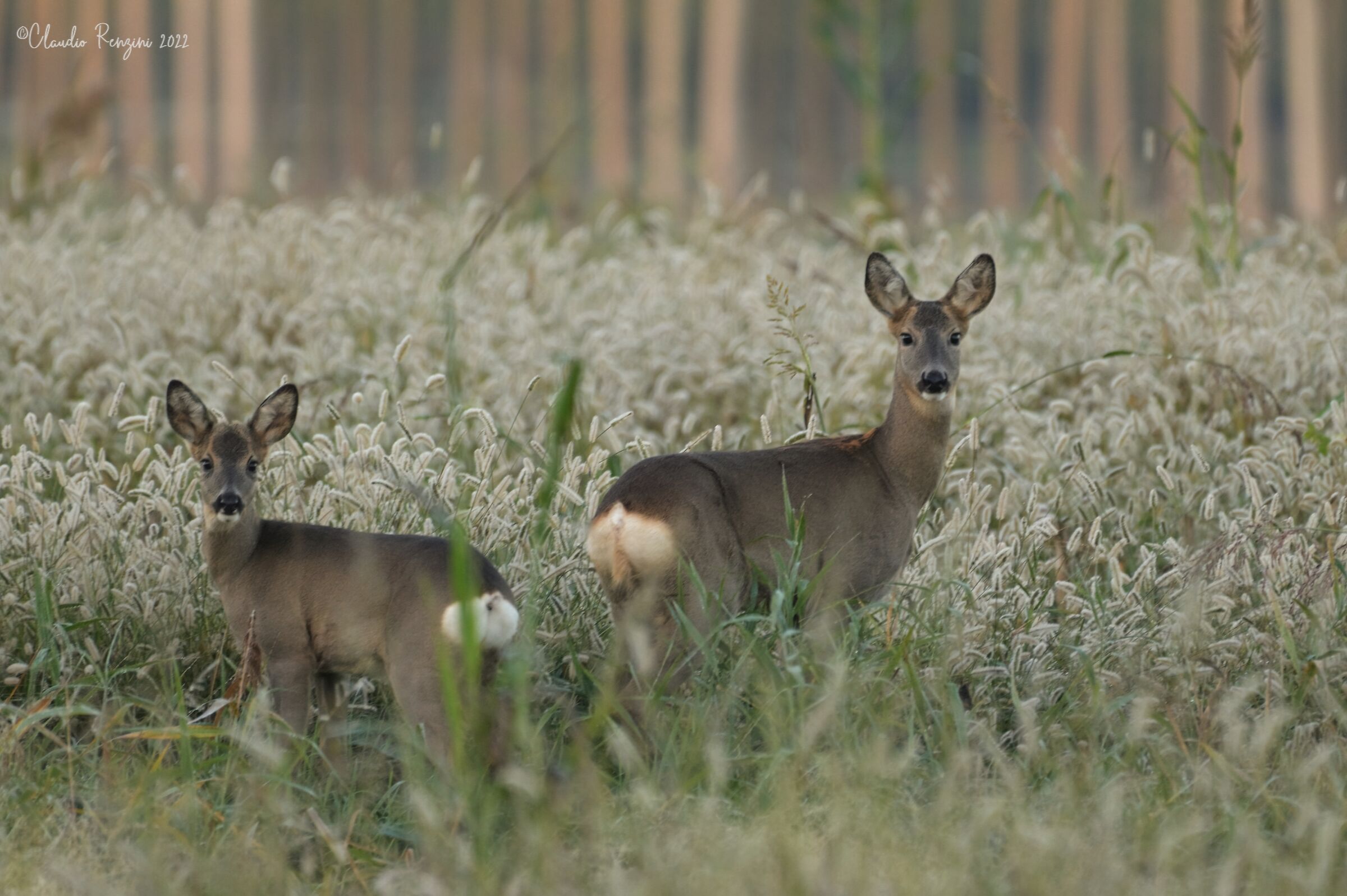 Roe deer at dawn