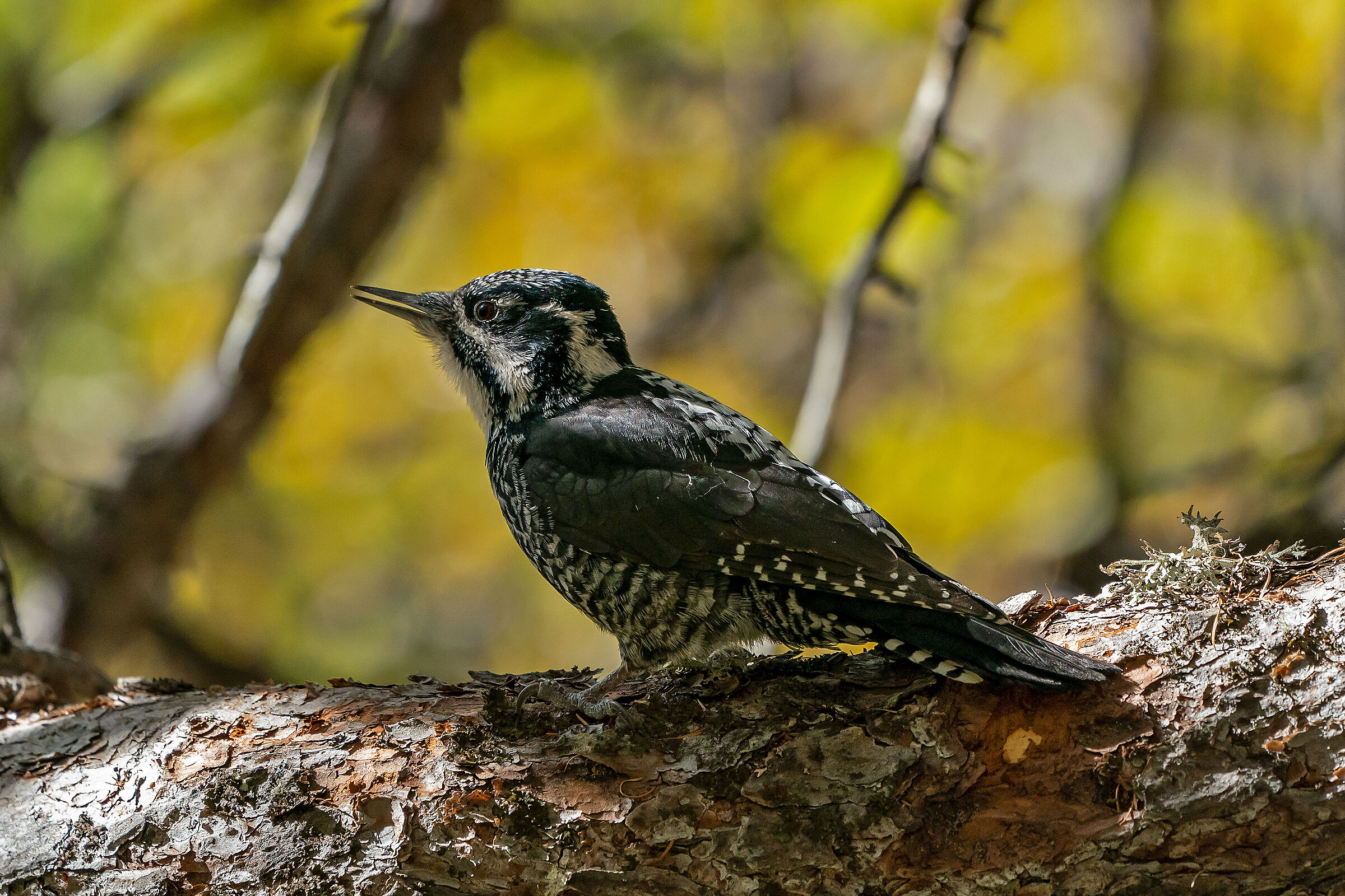 Three-toed woodpecker