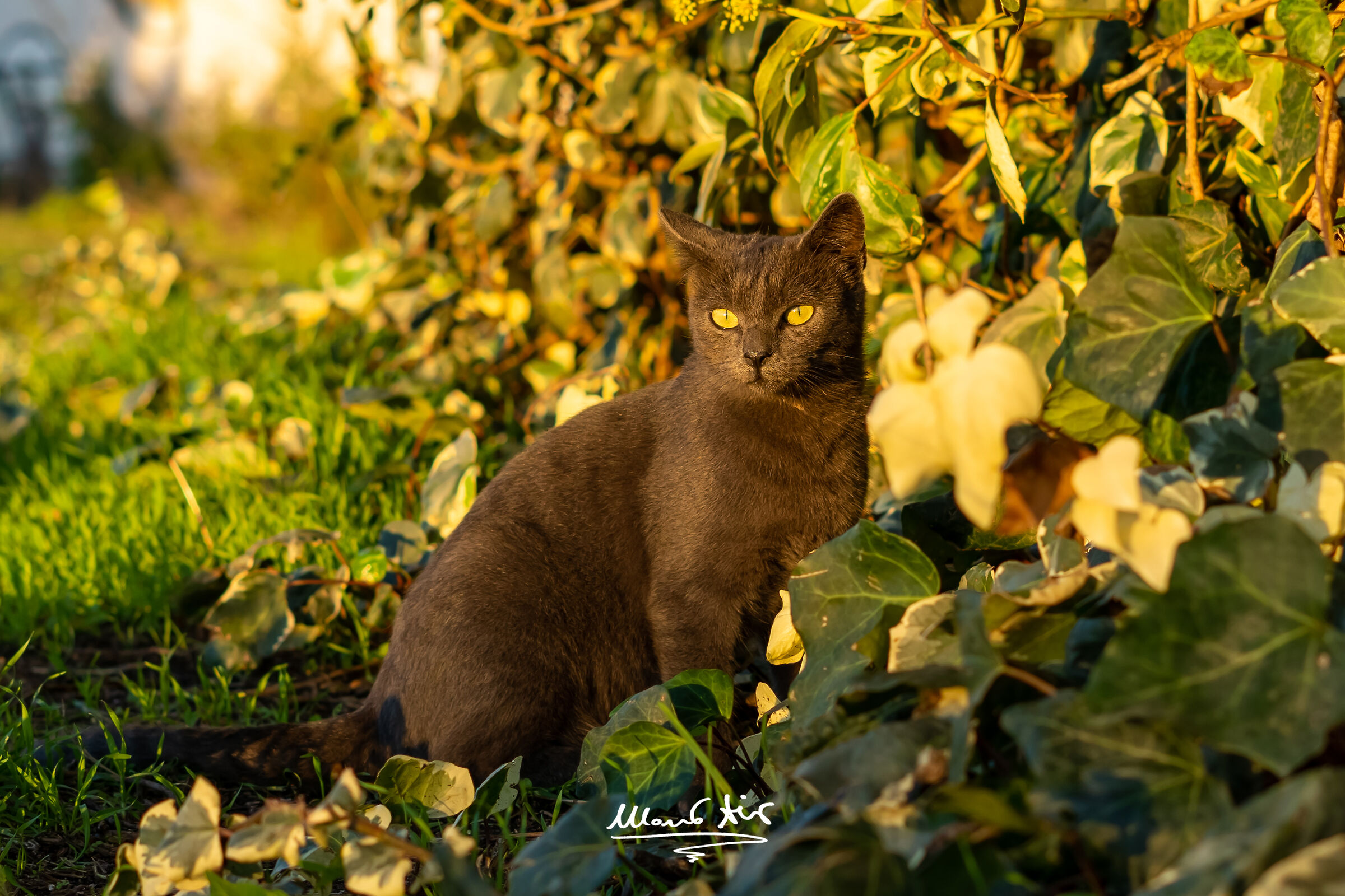 Gatto randagio