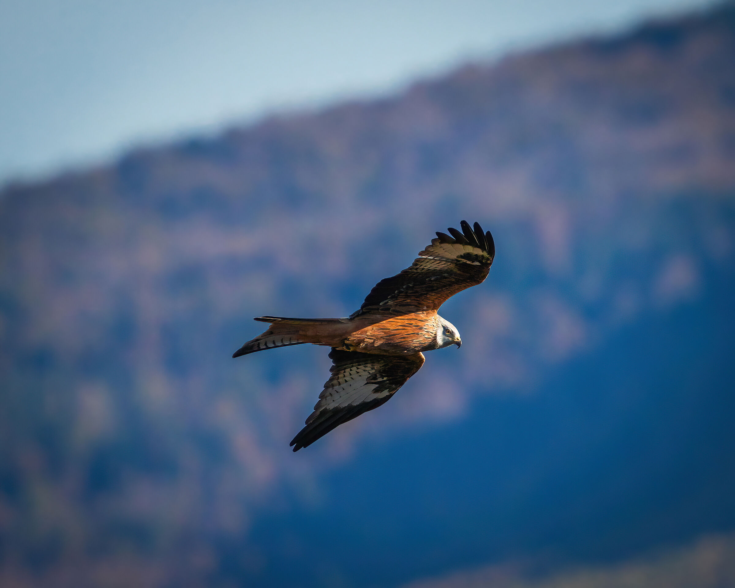 Red Kite in turn