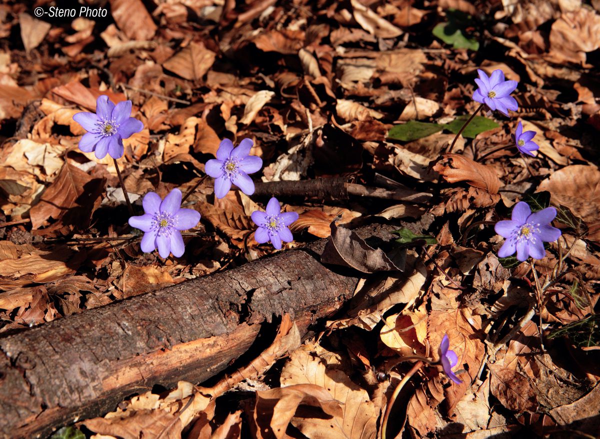 At the edge of the forest