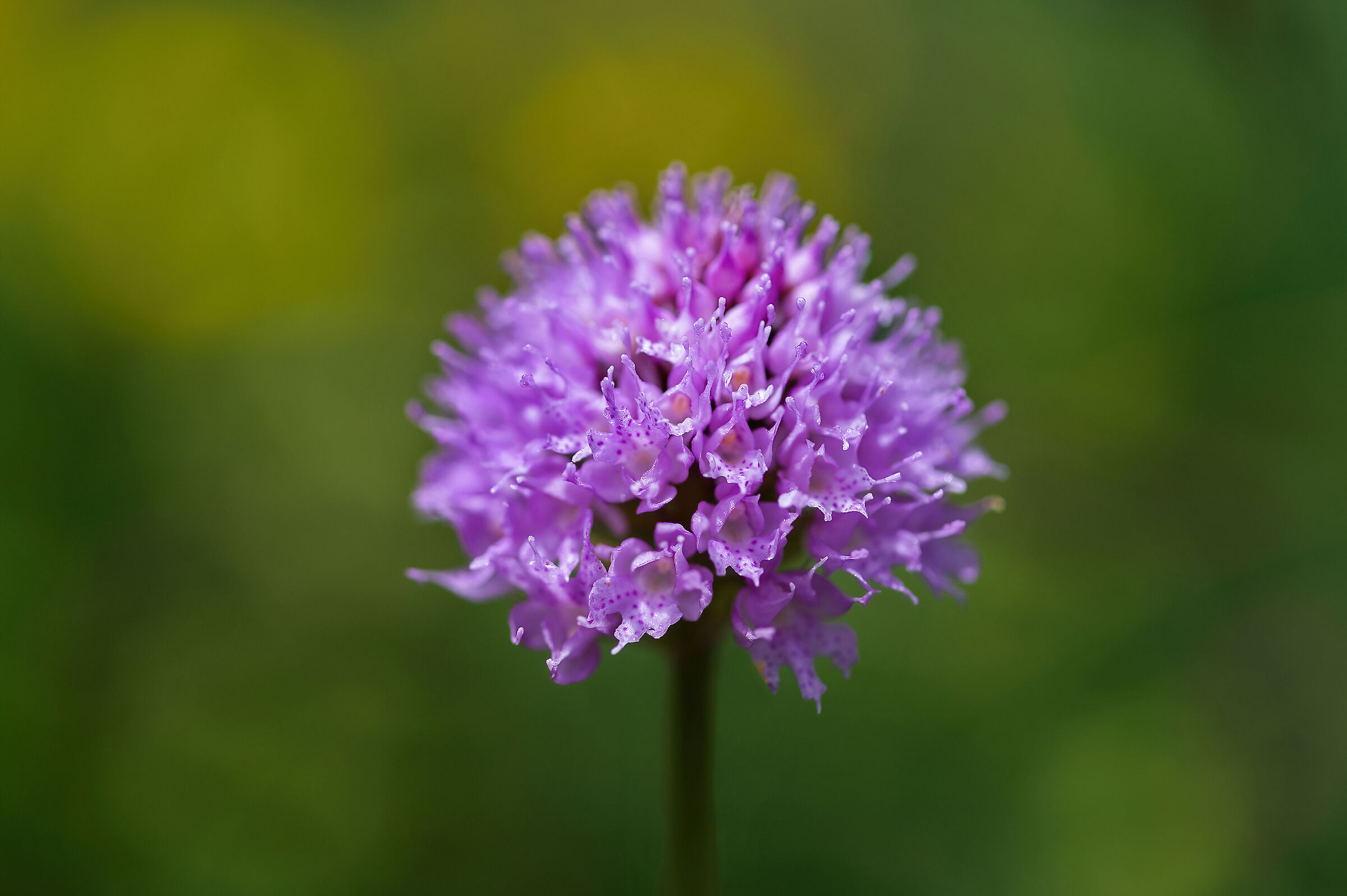 Traunsteinera globosa
