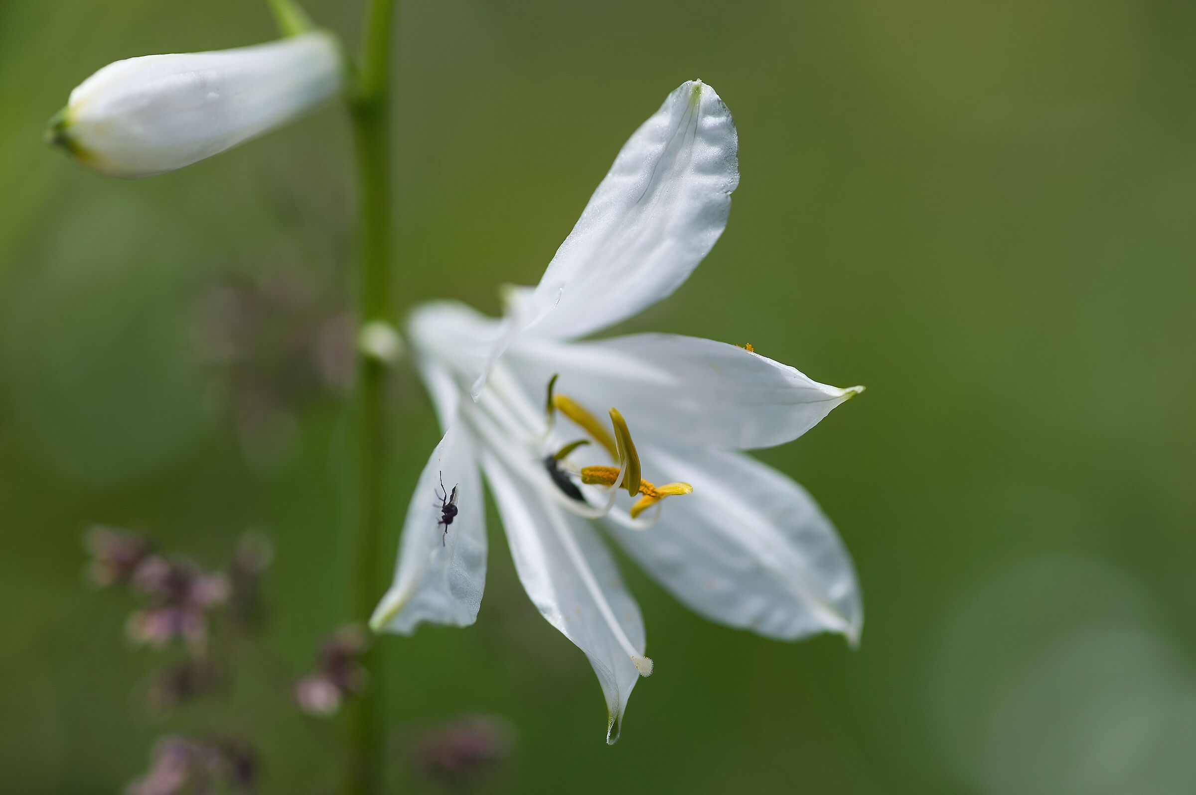 Paradisea liliastrum