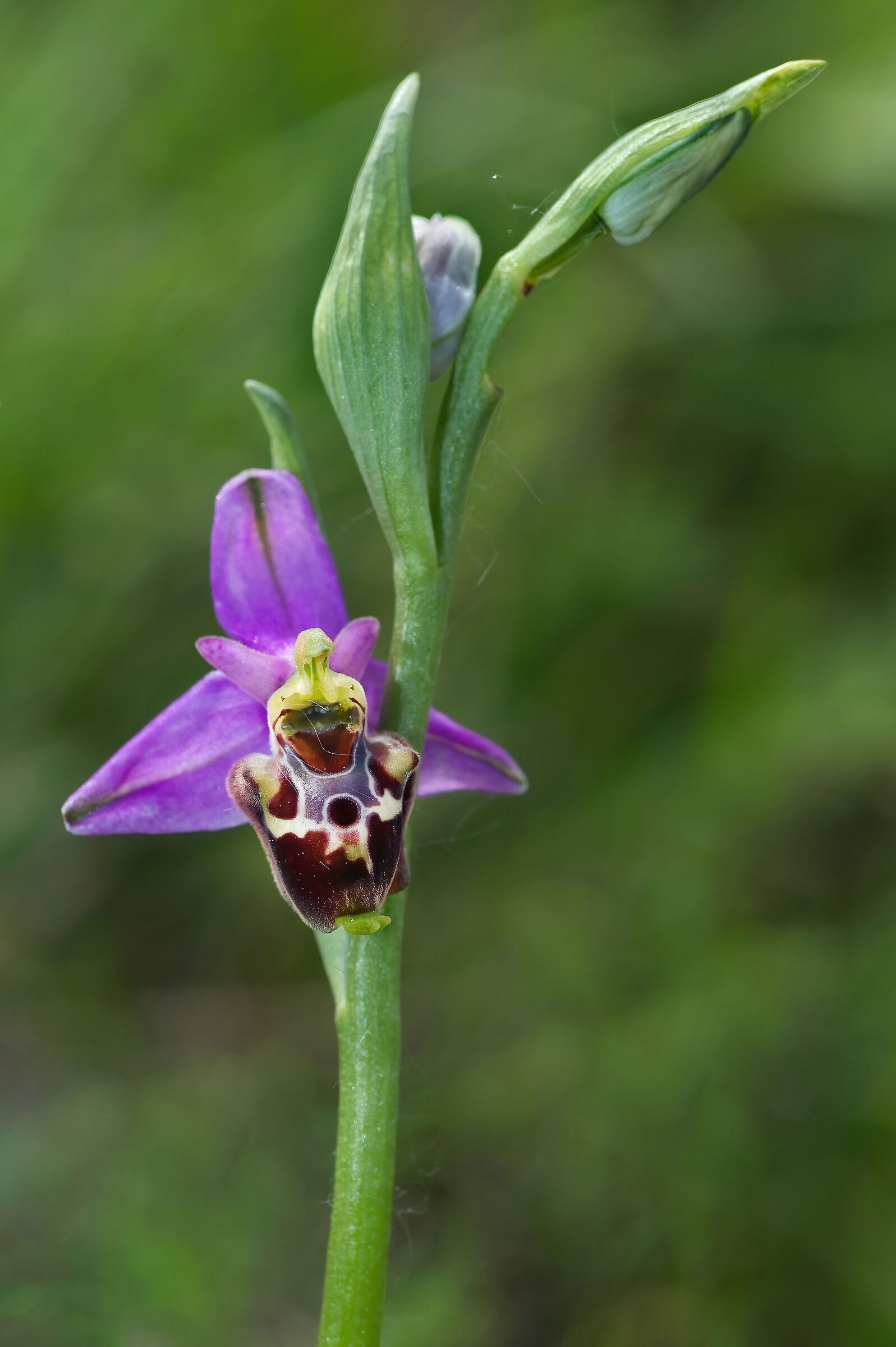 Ophrys fuciflora