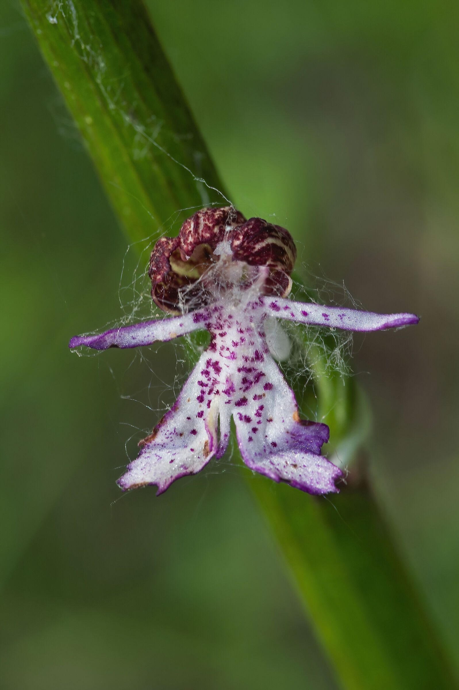 Orchis purpurea
