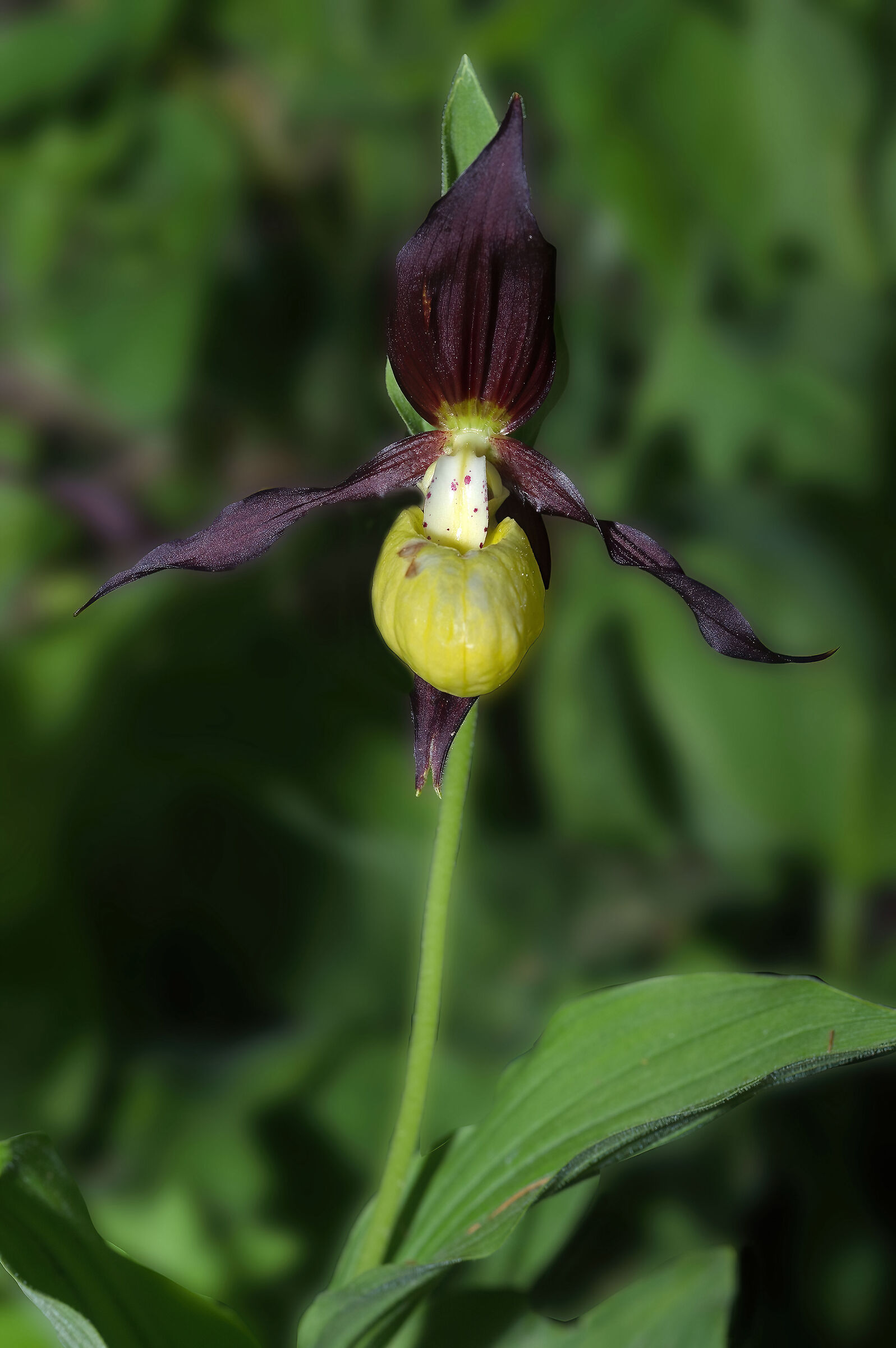 Scarpetta di Venere (Cypripedium calceolus)