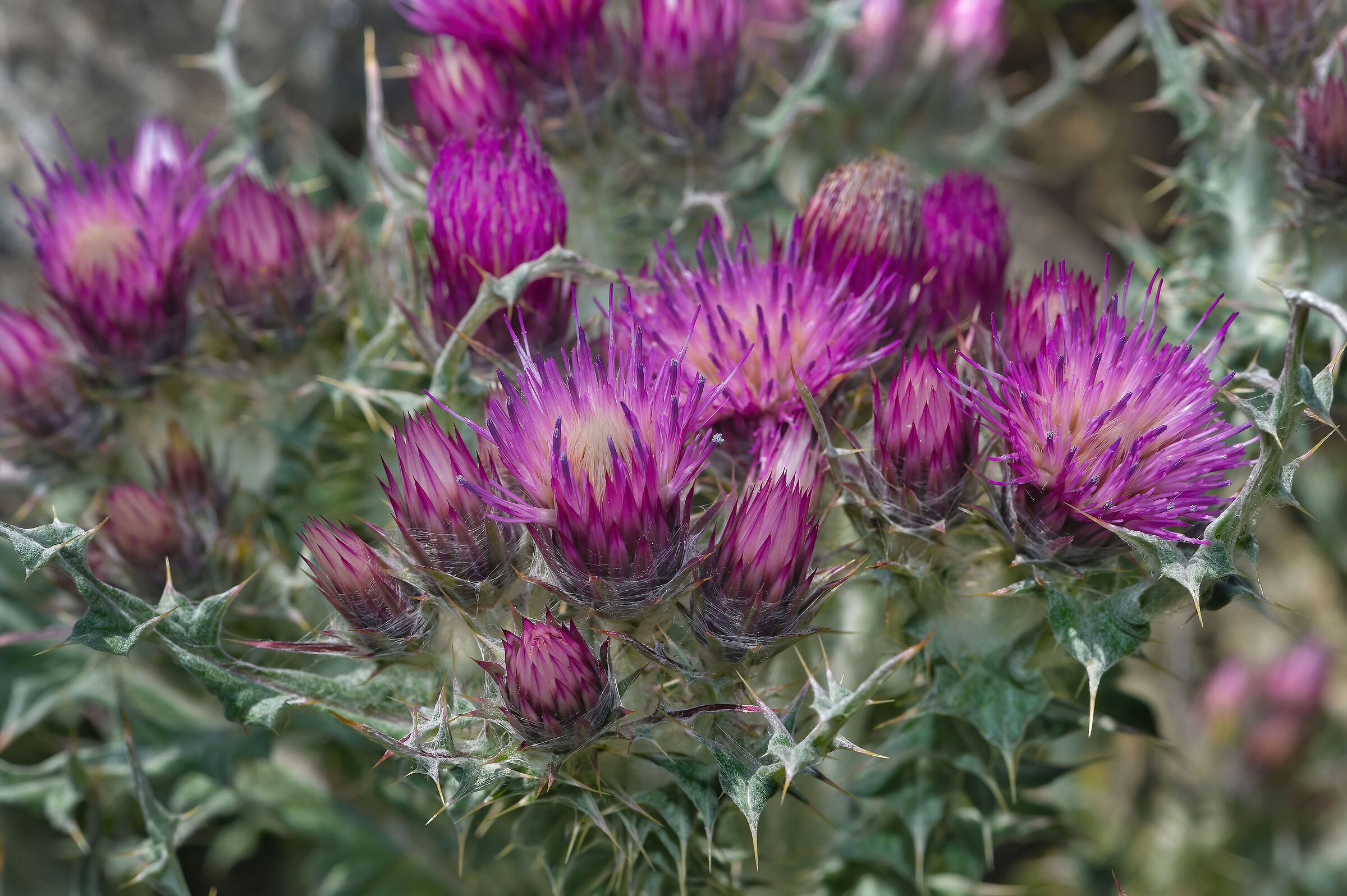 Cardo (Carduus carlinoides)