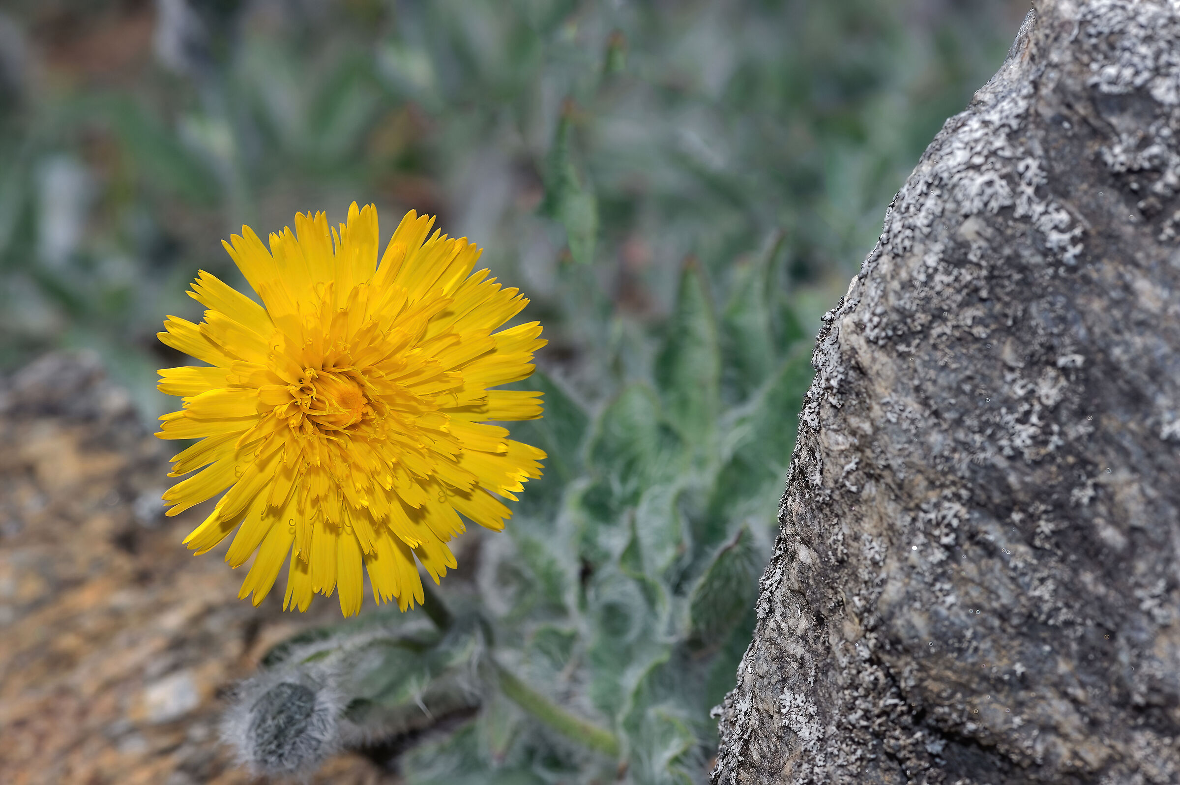 Sparviere del calcare (Hieracium villosum)