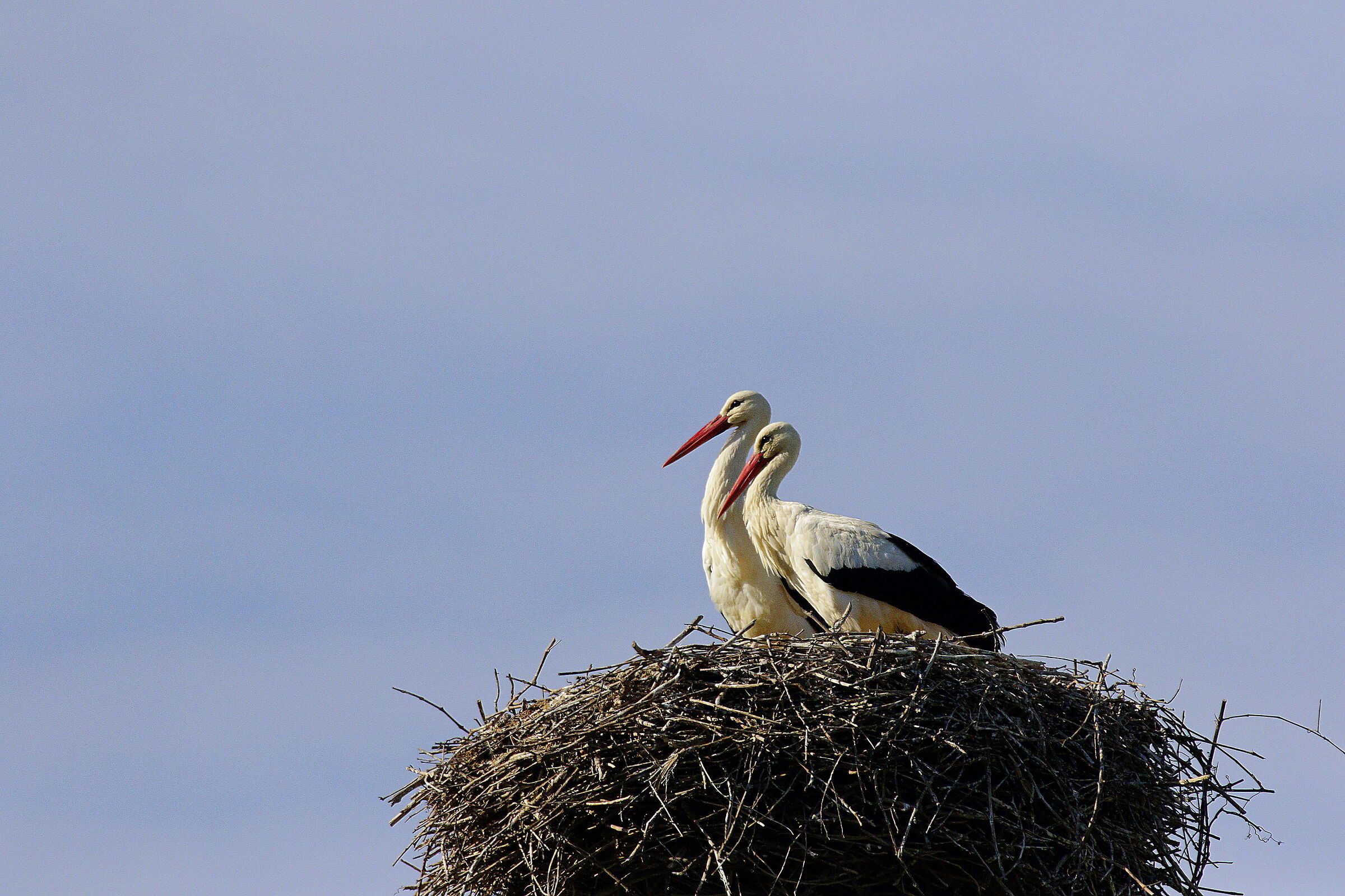 storks 1