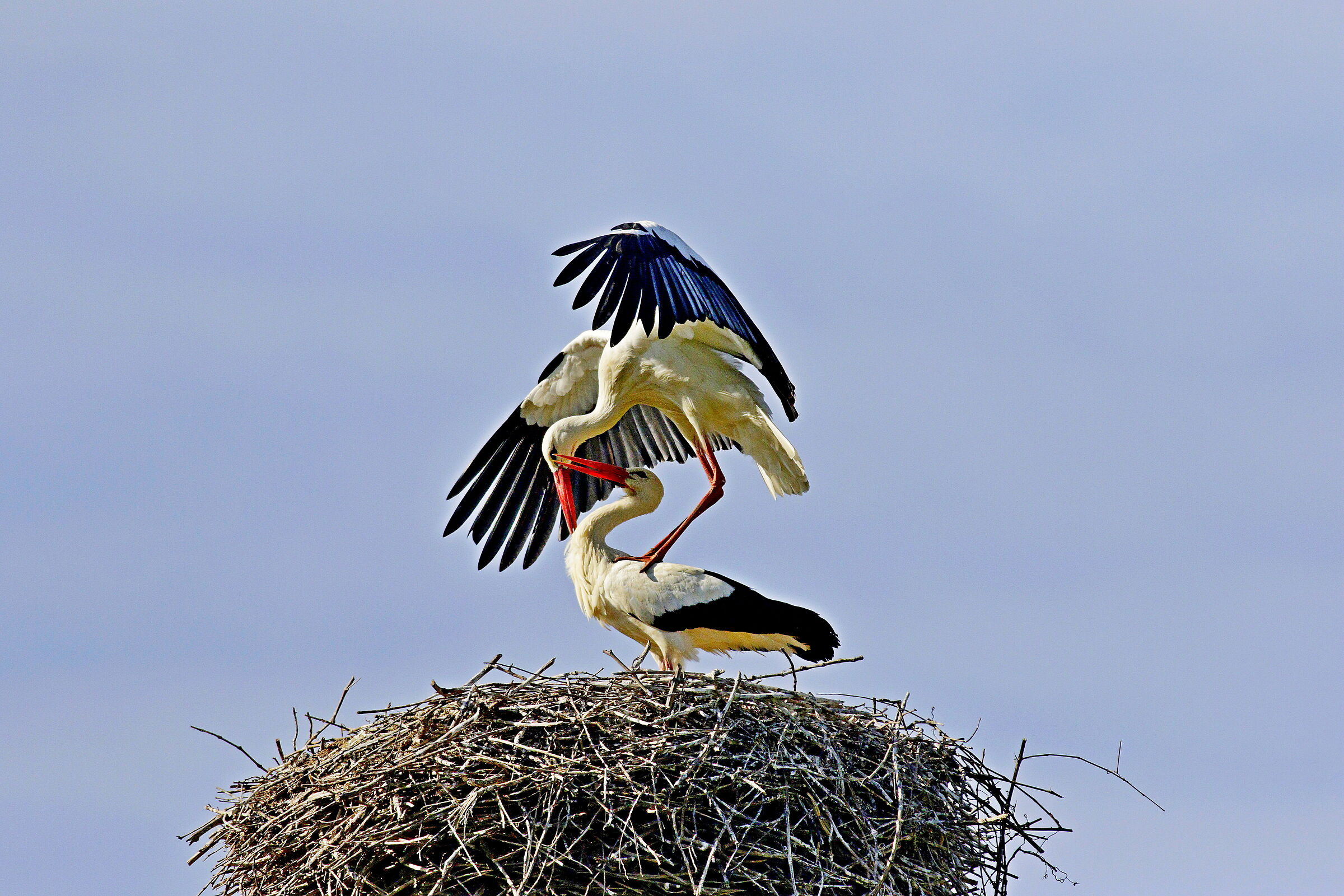 storks3
