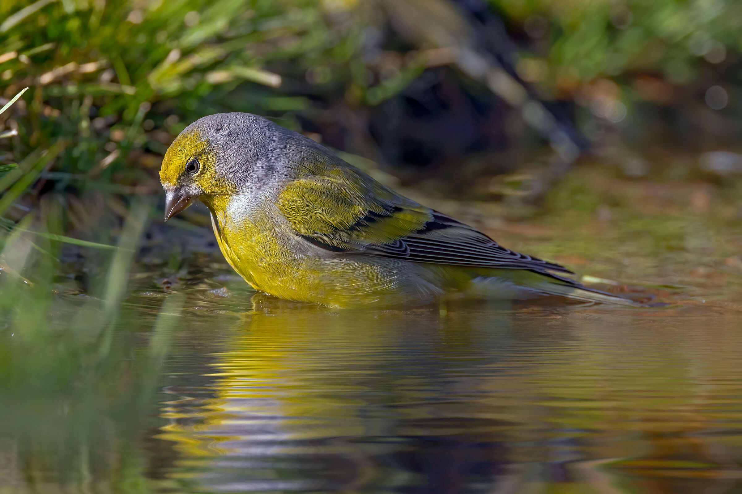 Venturone alpino (Carduelis citrinella)