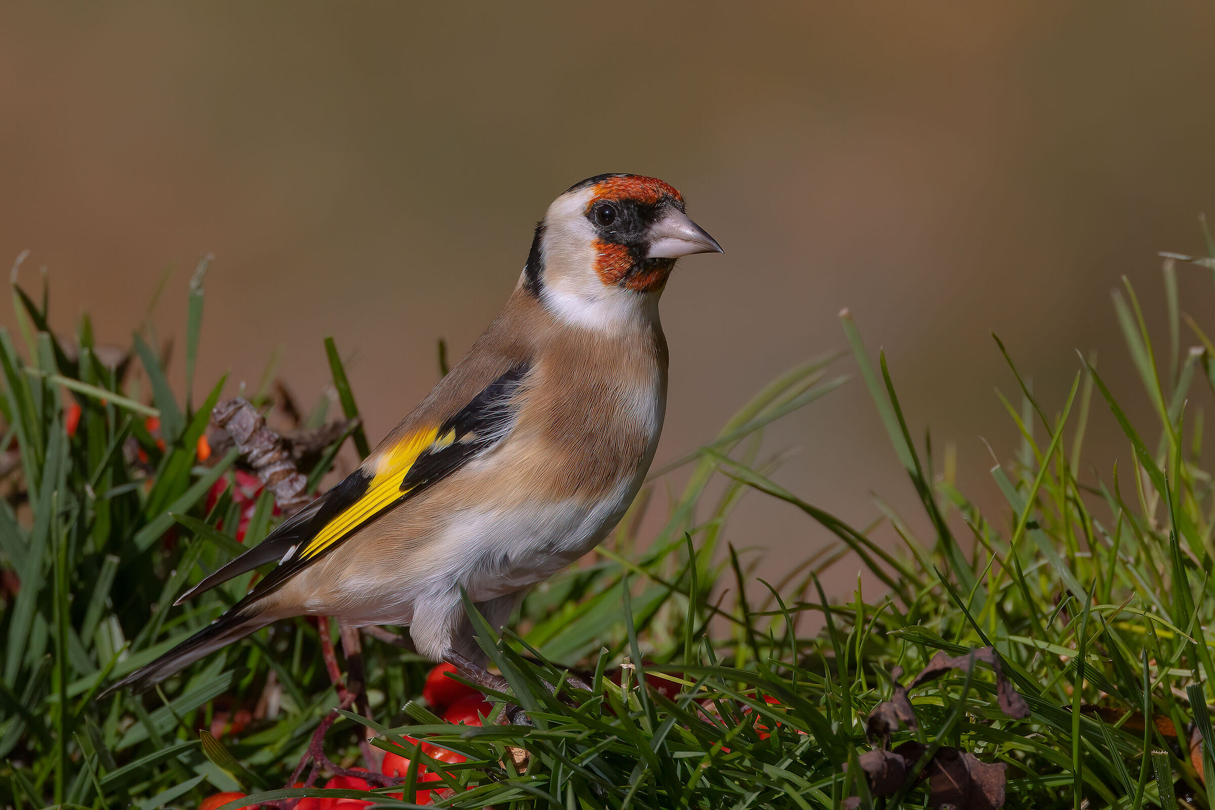 Cardellino (Carduelis carduelis)