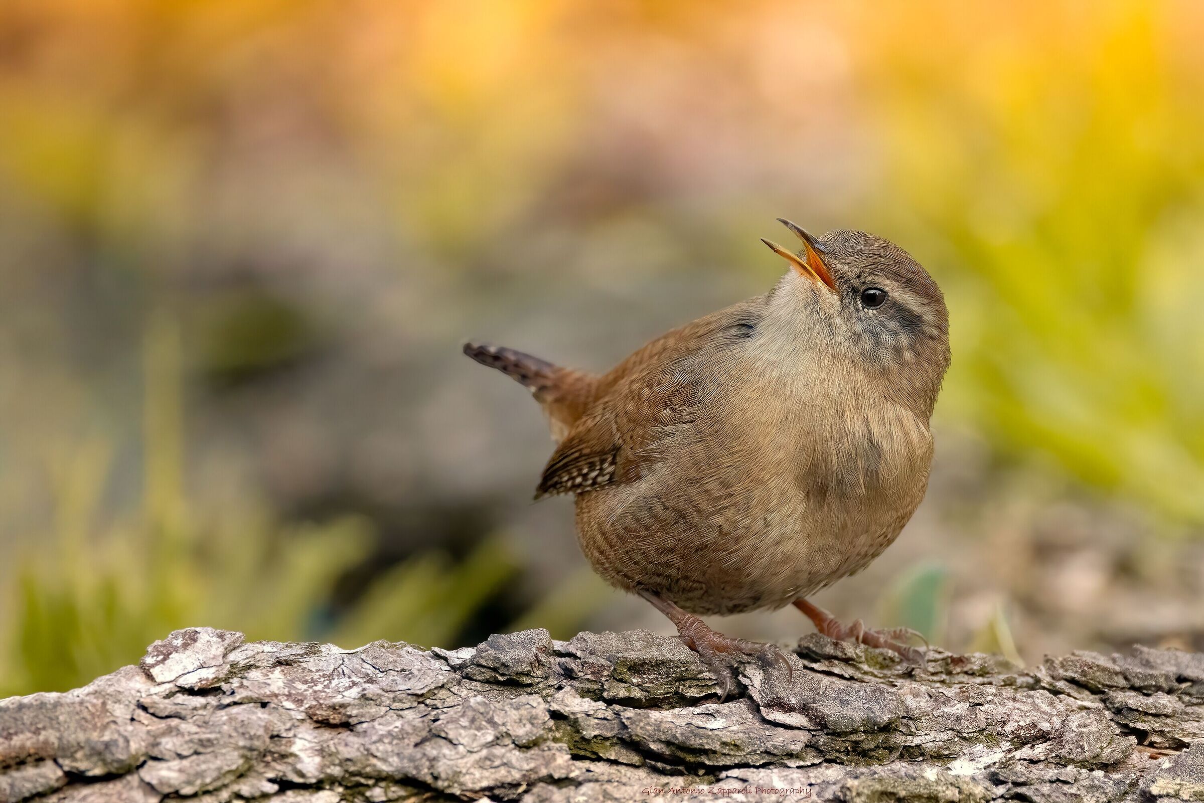 Scricciolo (Troglodytes troglodytes)