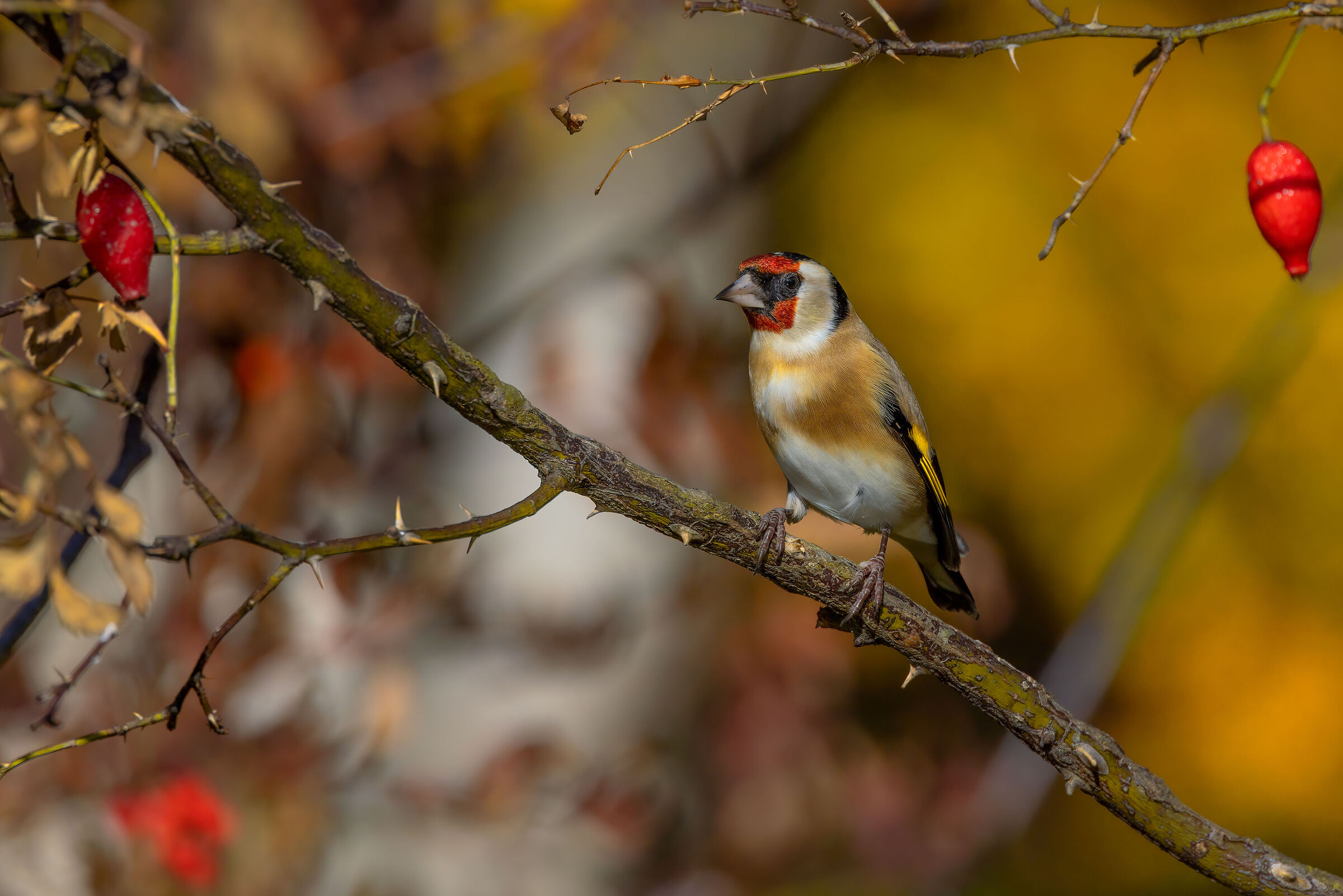 Cardellino (Carduelis carduelis)