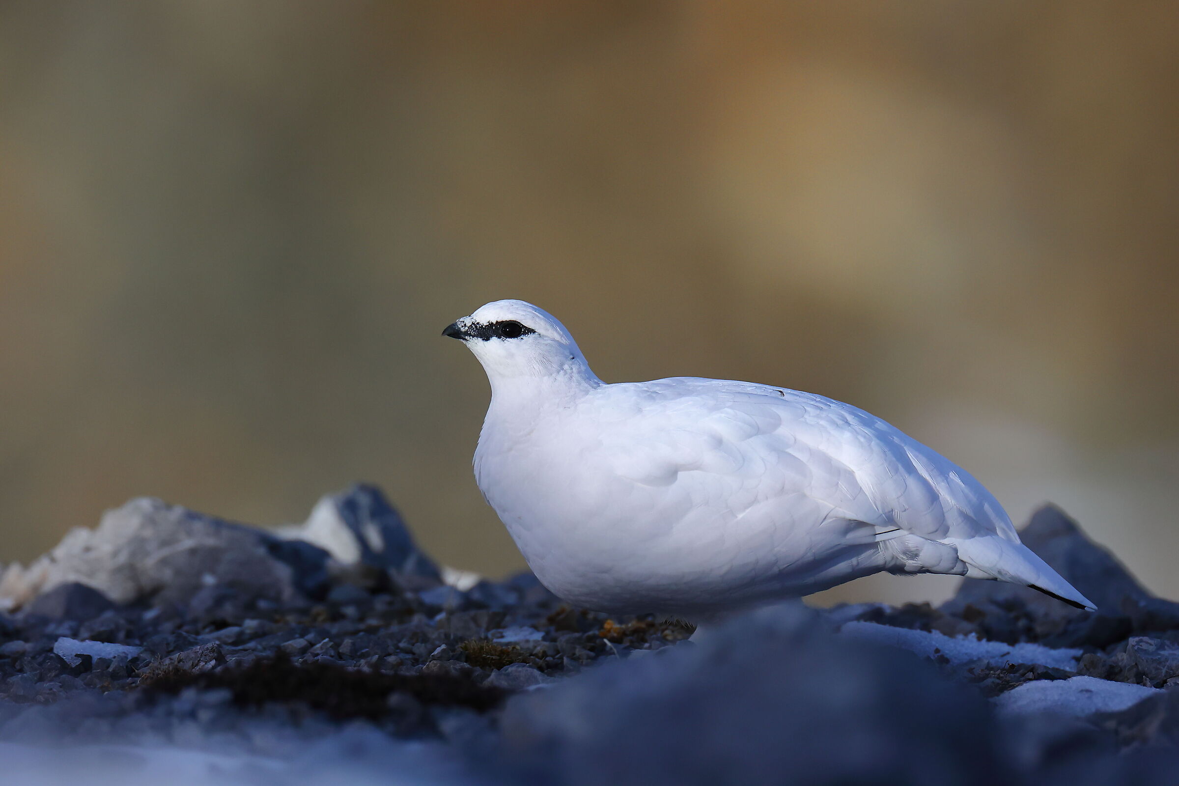 Pernice bianca maschio