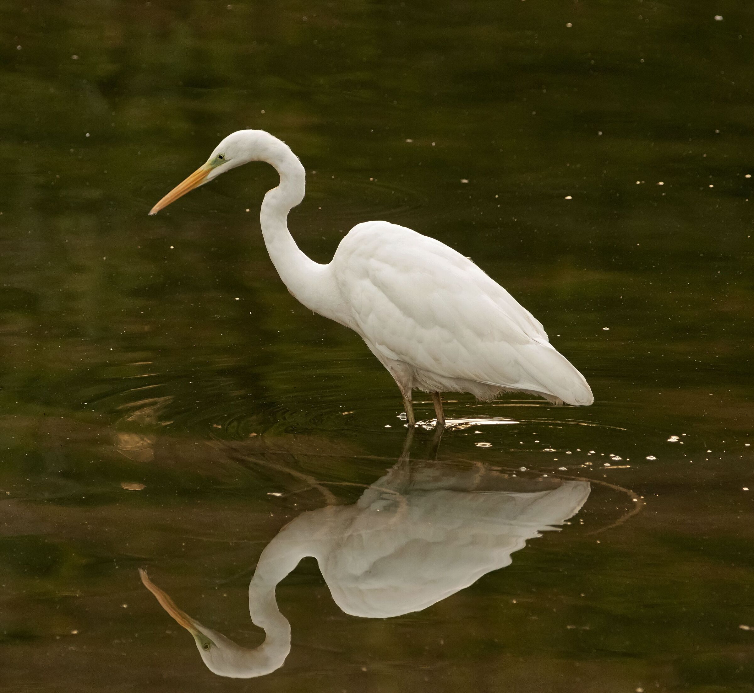 Heron White Major Oasis Lipu 26/10/2022
