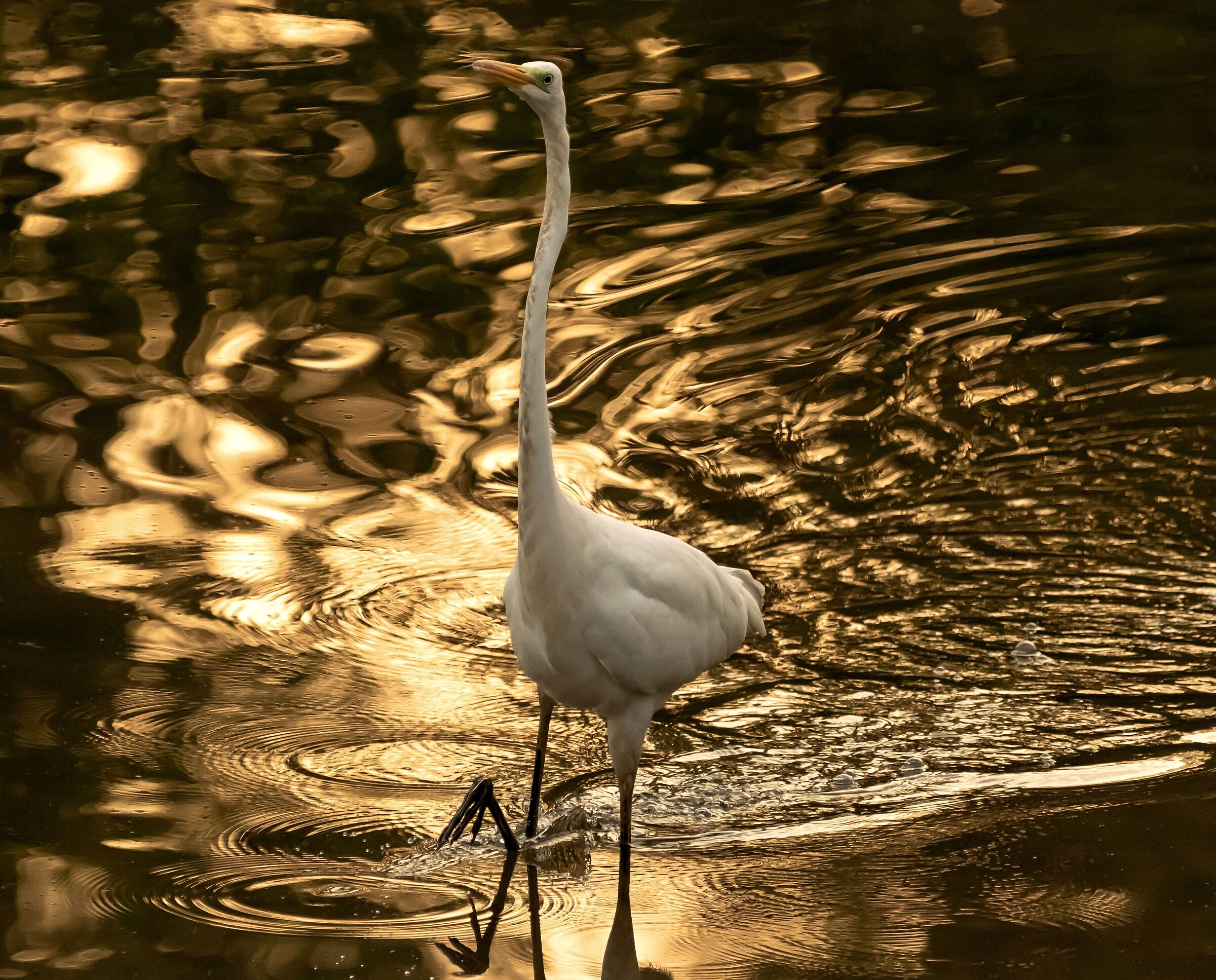 Heron White Major Oasis Lipu 26/10/2022