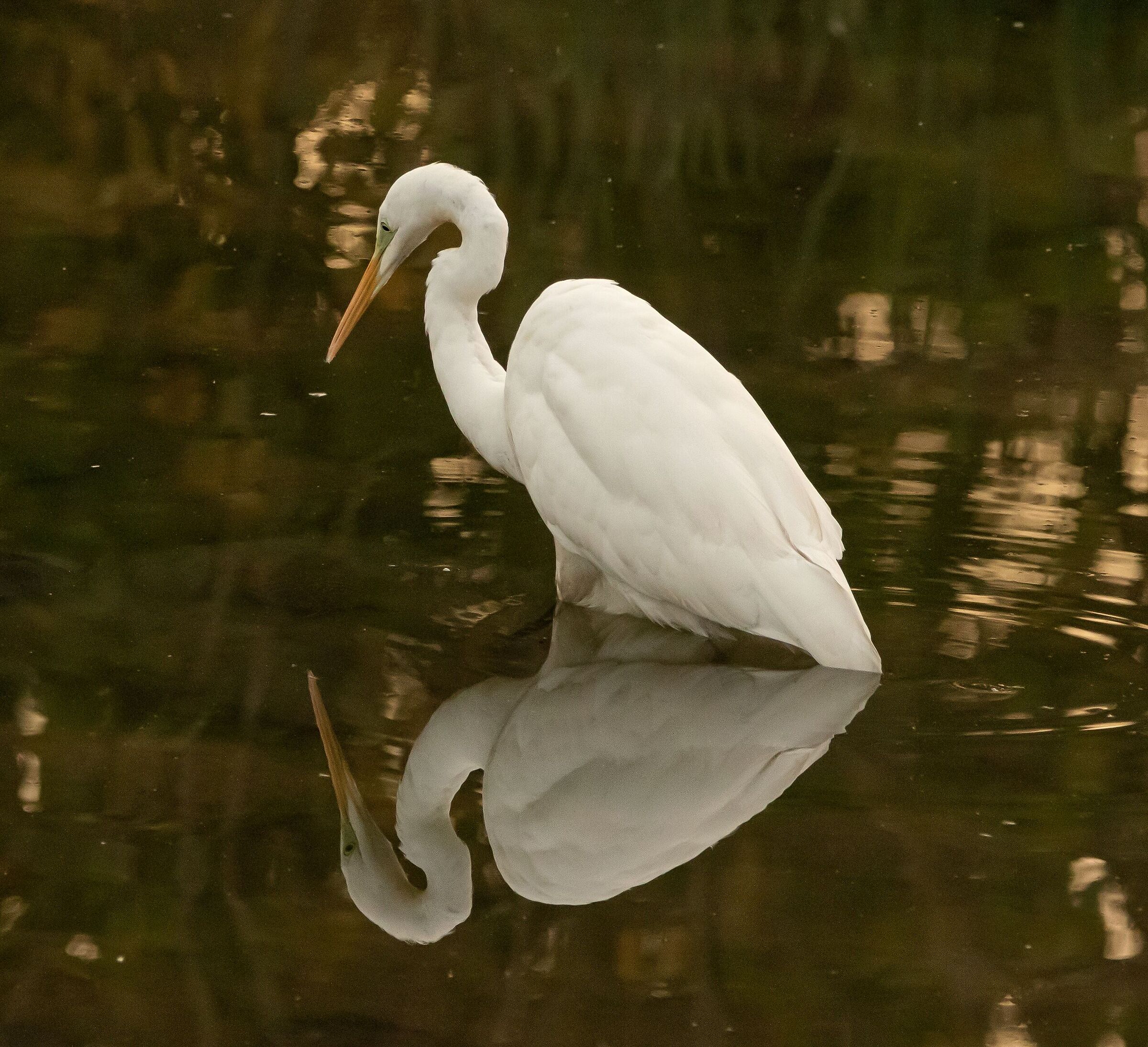 Heron White Major Oasis Lipu 26/10/2022