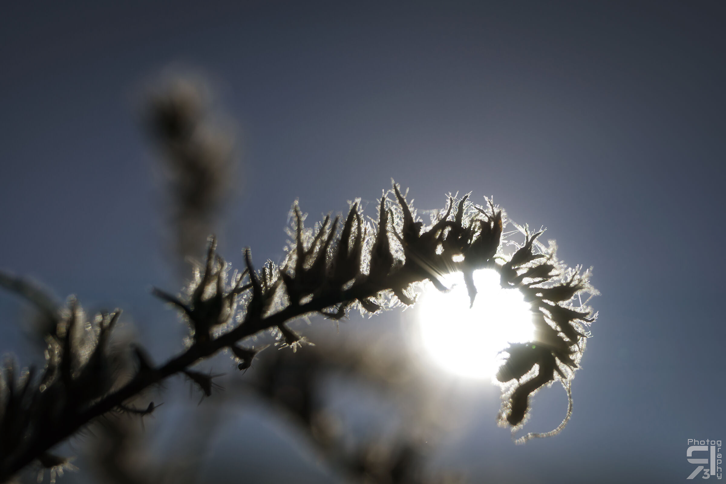 Sunrise with autumn flower