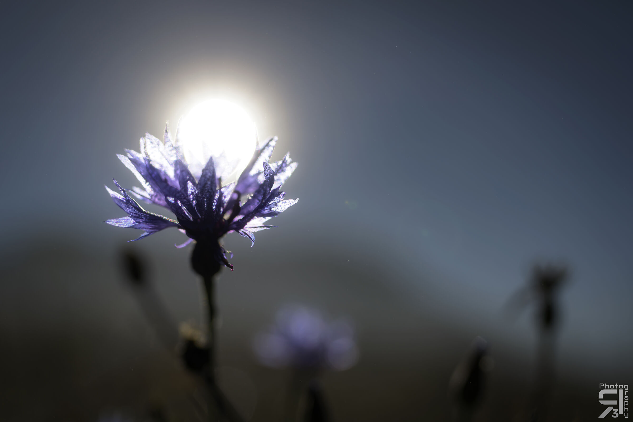 Fiordaliso autunnale