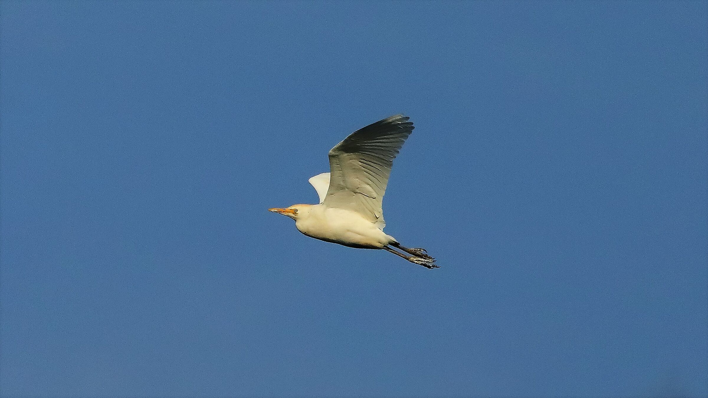 Guardabuoi 27 gen 2022 --103--