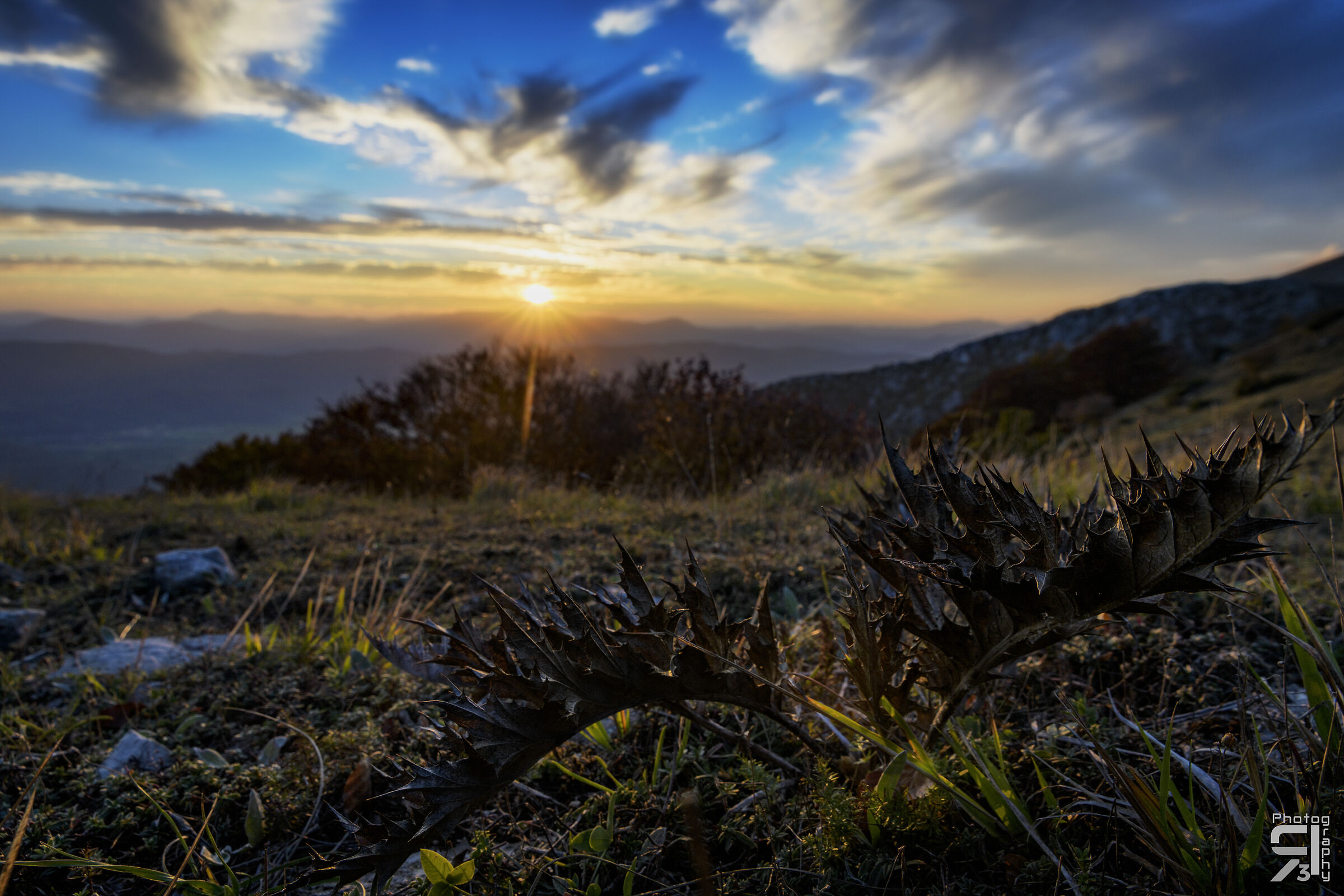 Autumn thistle at sunset