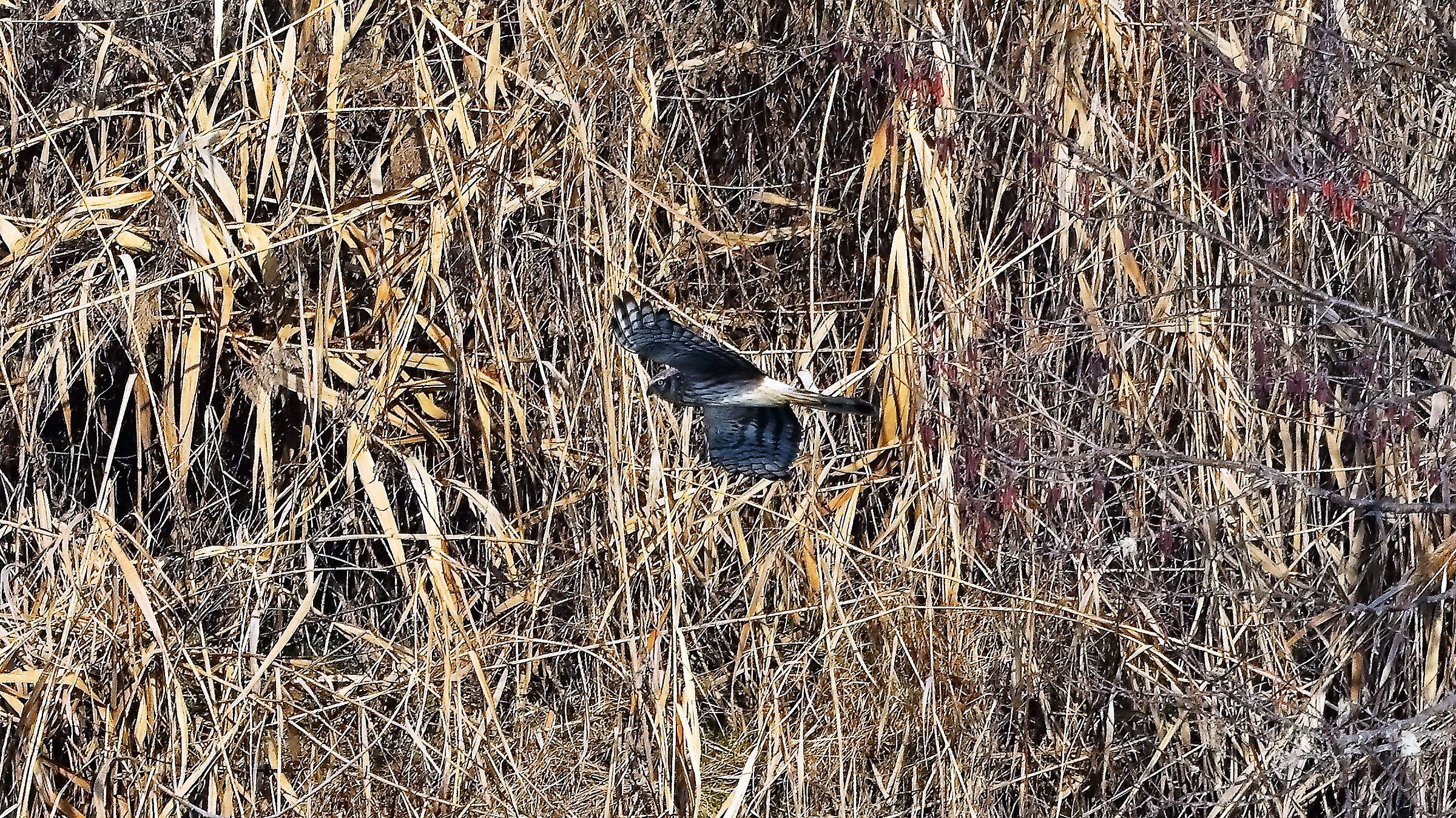 Albanella R 27 gen 2022 --066--