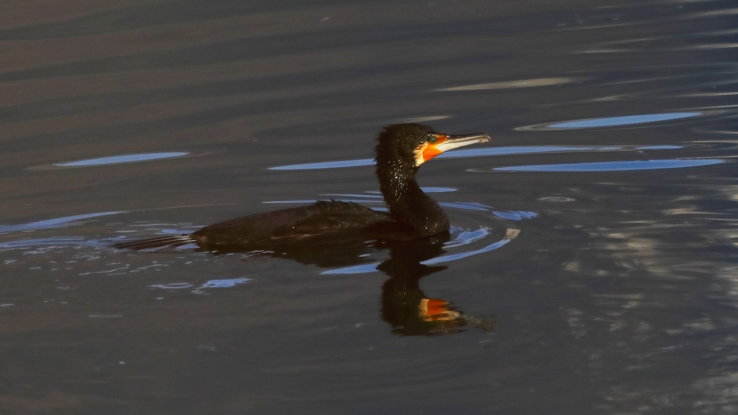 cormorano 27 gen 2022 --101--