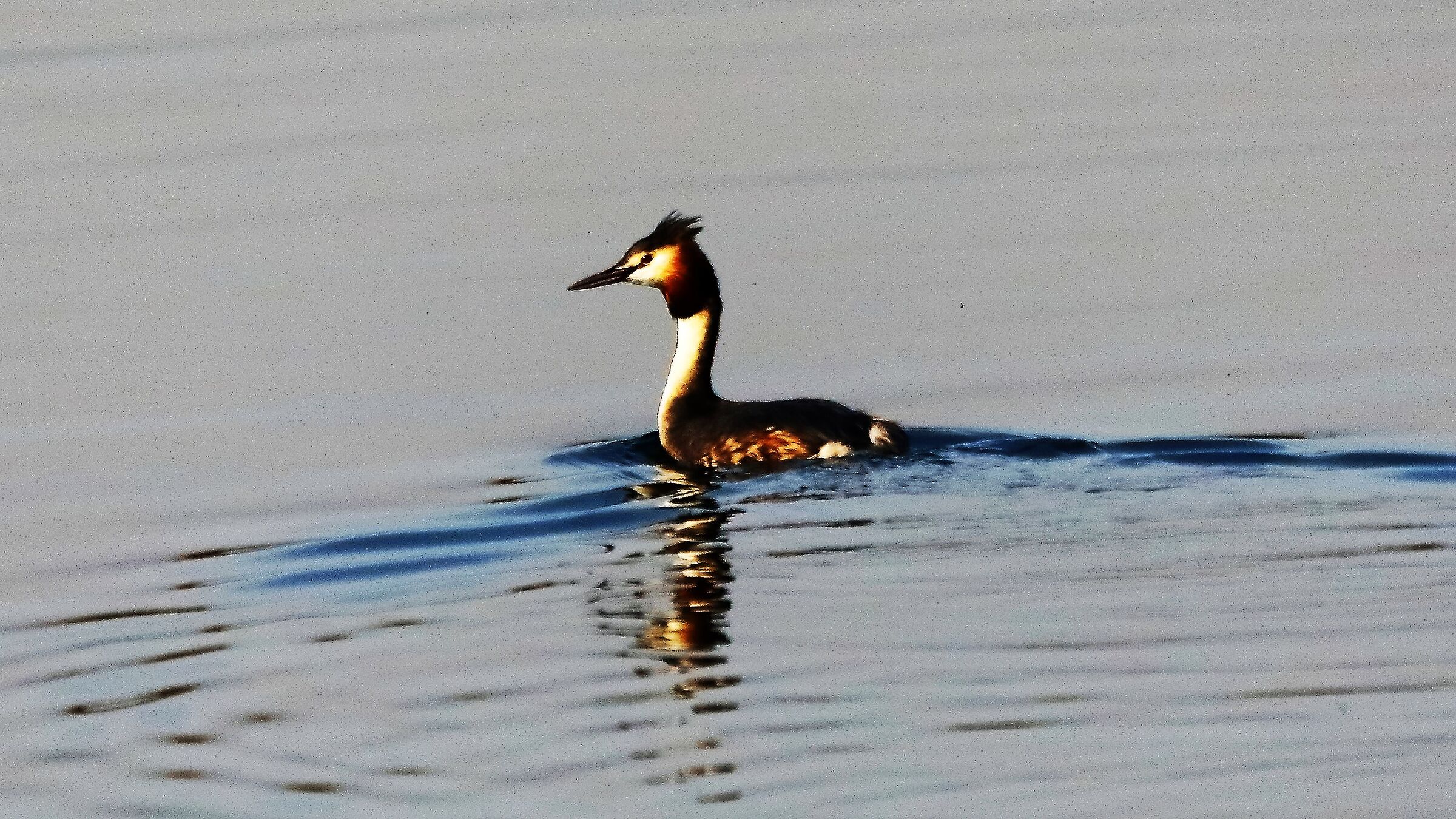 svasso 27 gen 2022 --075--