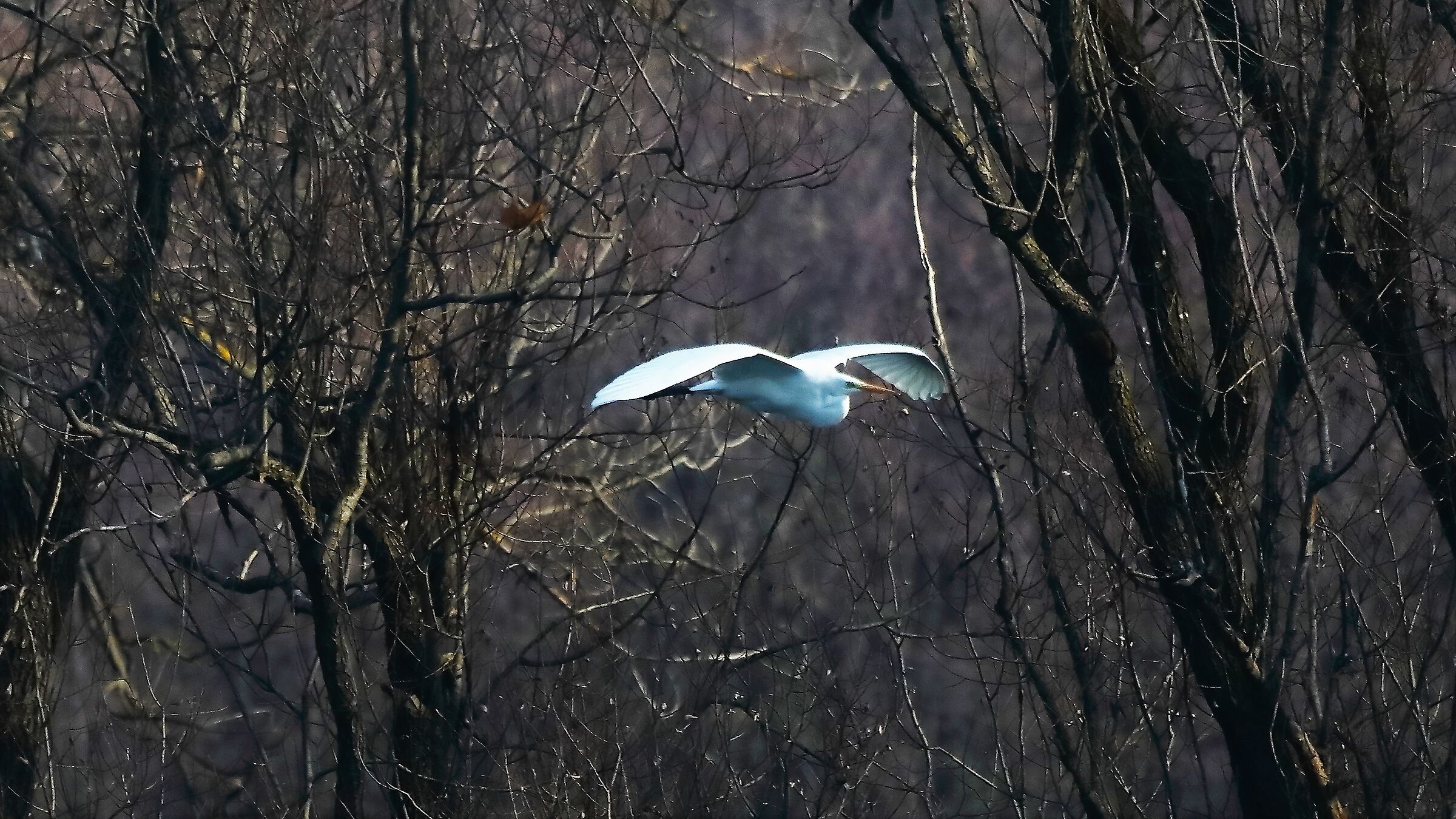 airone BM 27 gen 2022 --008--